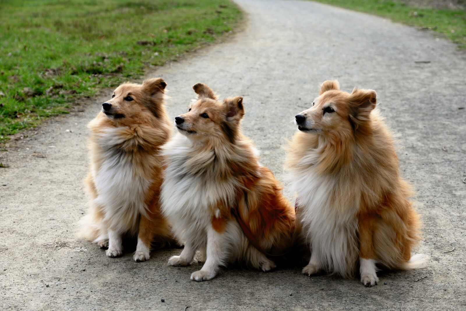 Nikon D610 sample photo. Shelties, dog, sheltie photography