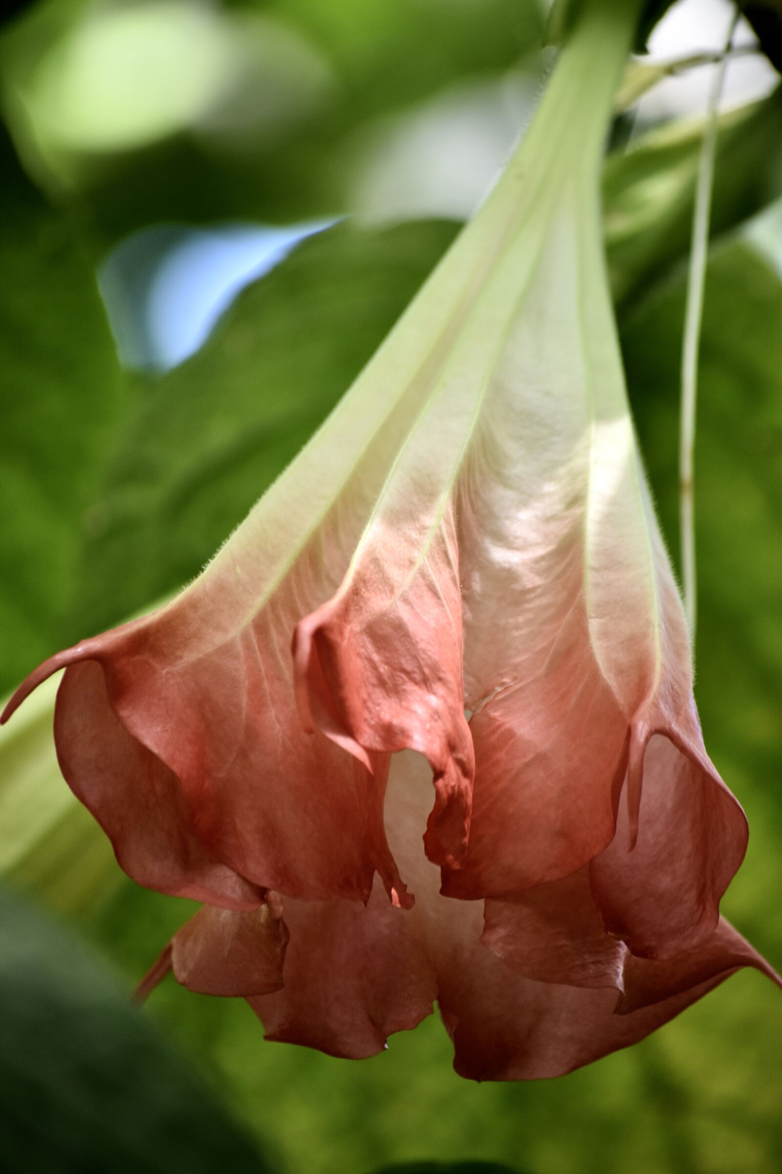 Nikon D3400 sample photo. Trumpet flower, tropical, blossom photography
