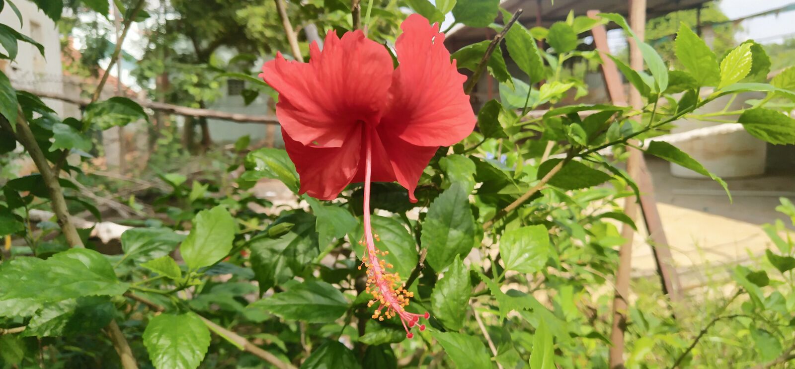 vivo 1804 sample photo. Flower, nature, spring photography