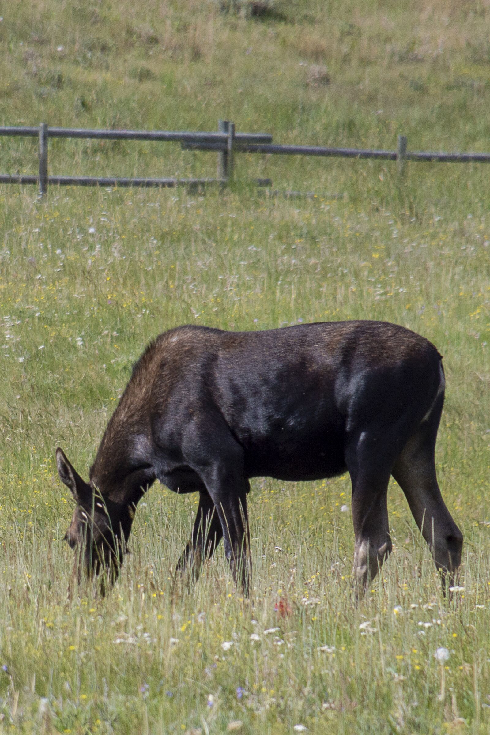 Nikon D3200 sample photo. Moose, meadow, wyoming photography