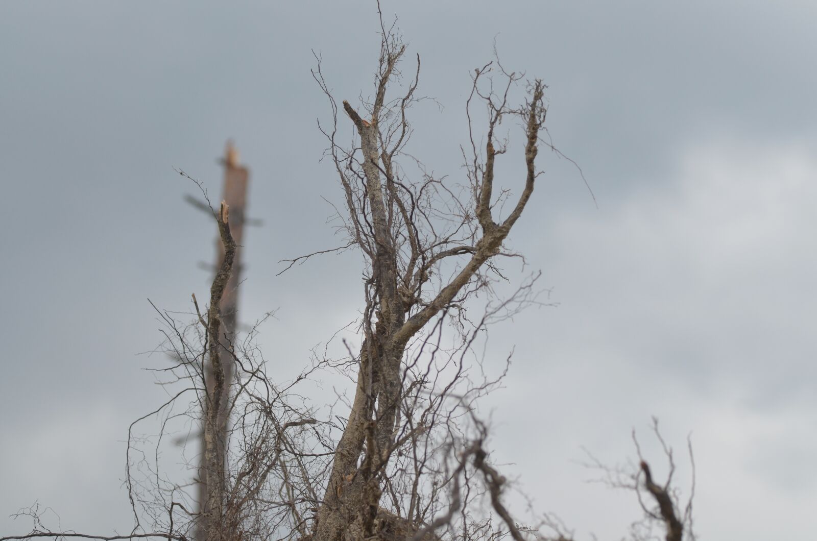 Nikon D5100 sample photo. Calamity, roots, czech photography