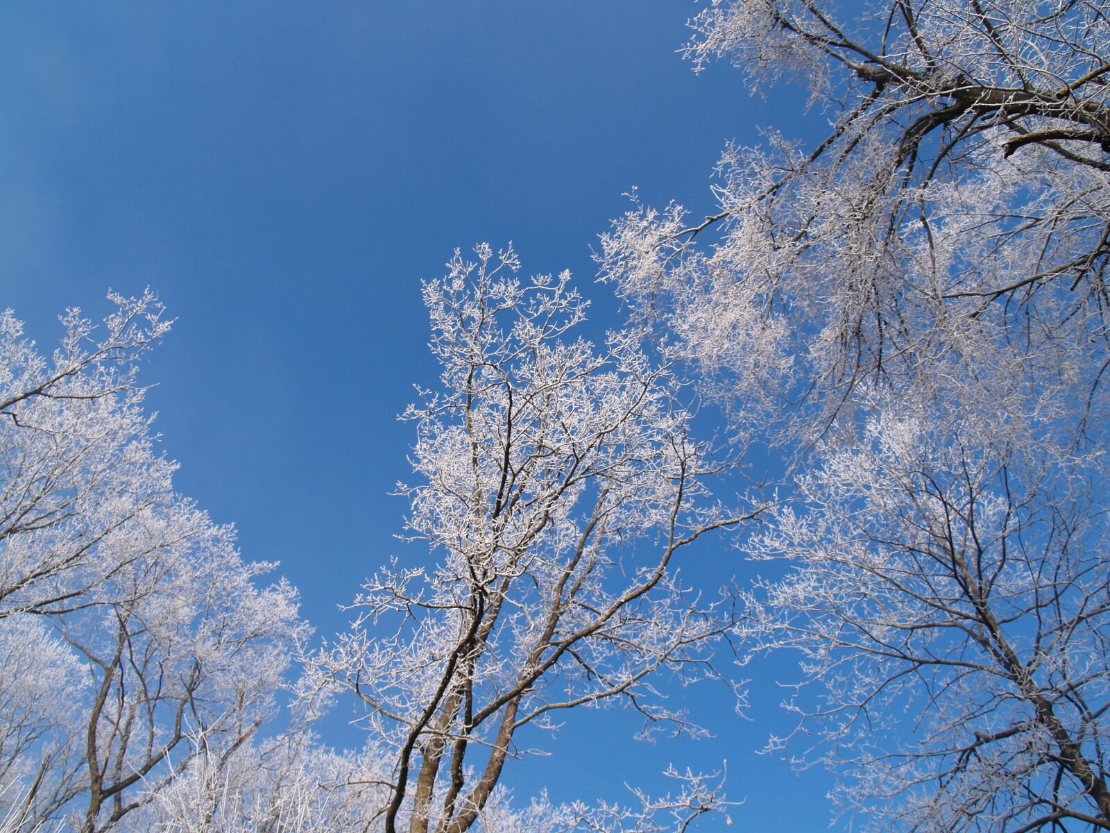 Olympus E-500 (EVOLT E-500) sample photo. Winter, tree, forest photography