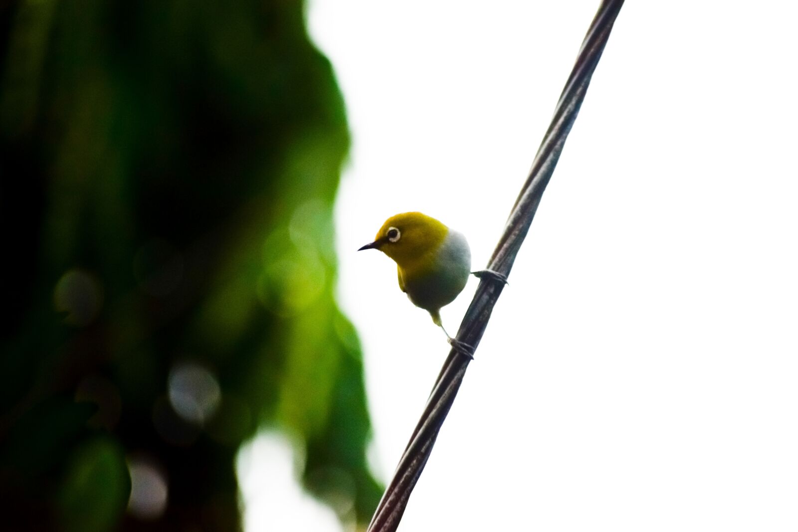 Nikon D5300 sample photo. Birds, chirp, tweet photography