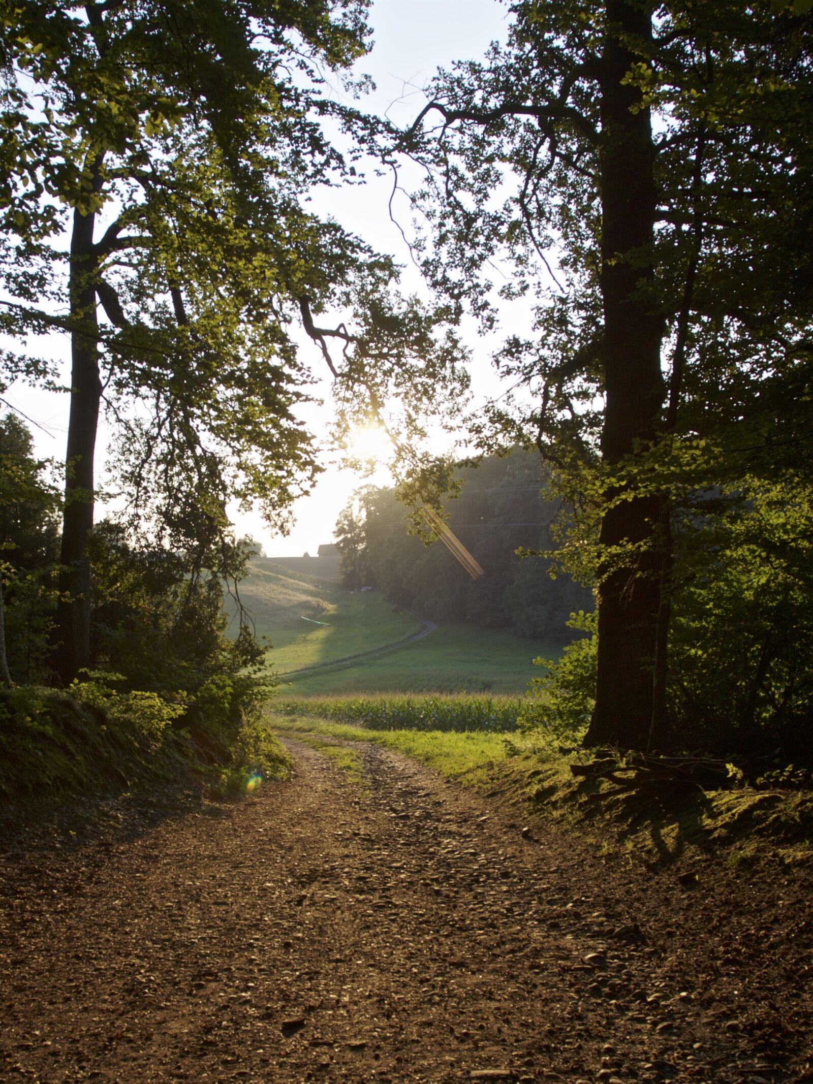 Canon EOS 5D Mark II sample photo. Glade, forest, trees photography
