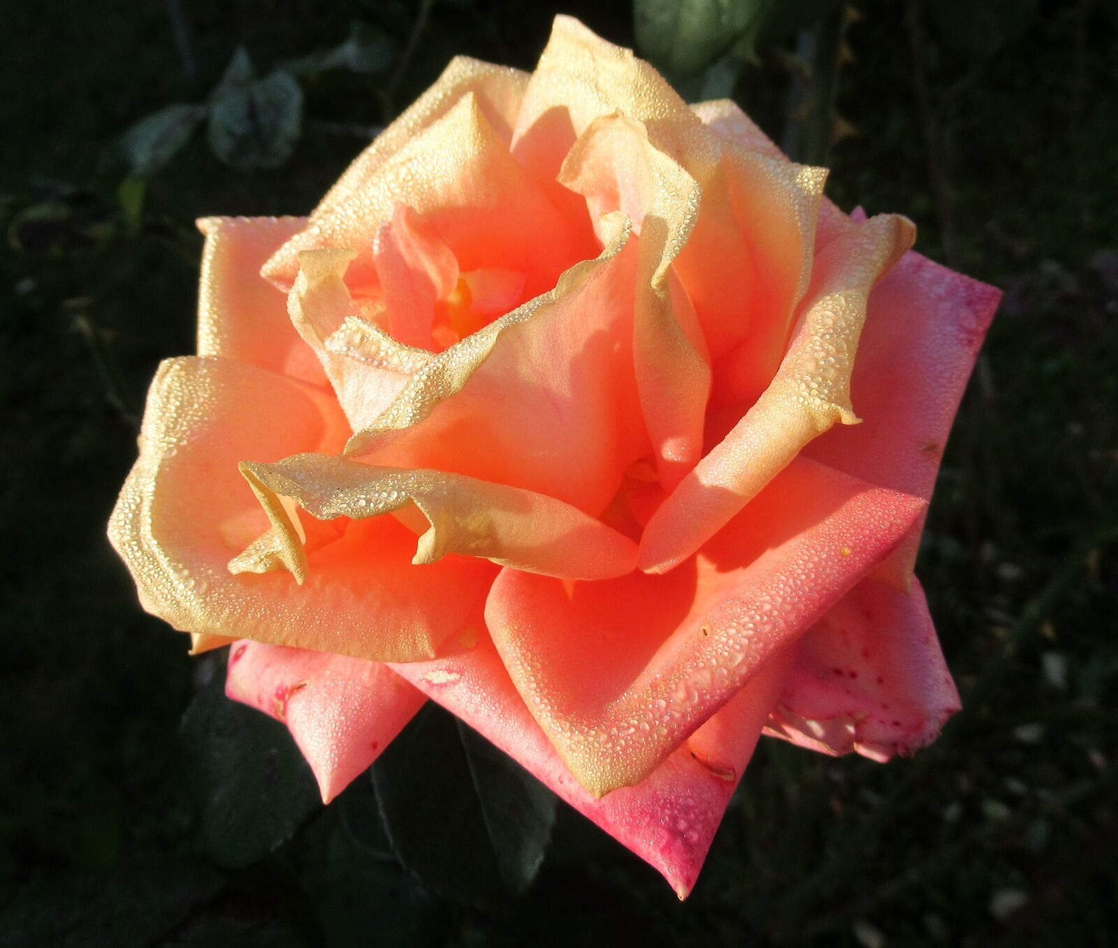 Canon PowerShot SX620 HS sample photo. Autumn, dew, garden photography