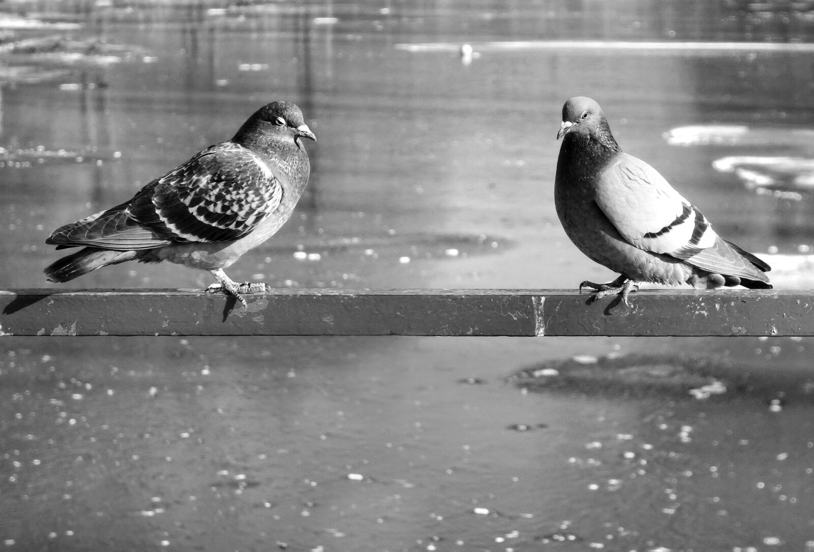 Sony Cyber-shot DSC-RX100 sample photo. Pigeon, rock dove, bird photography