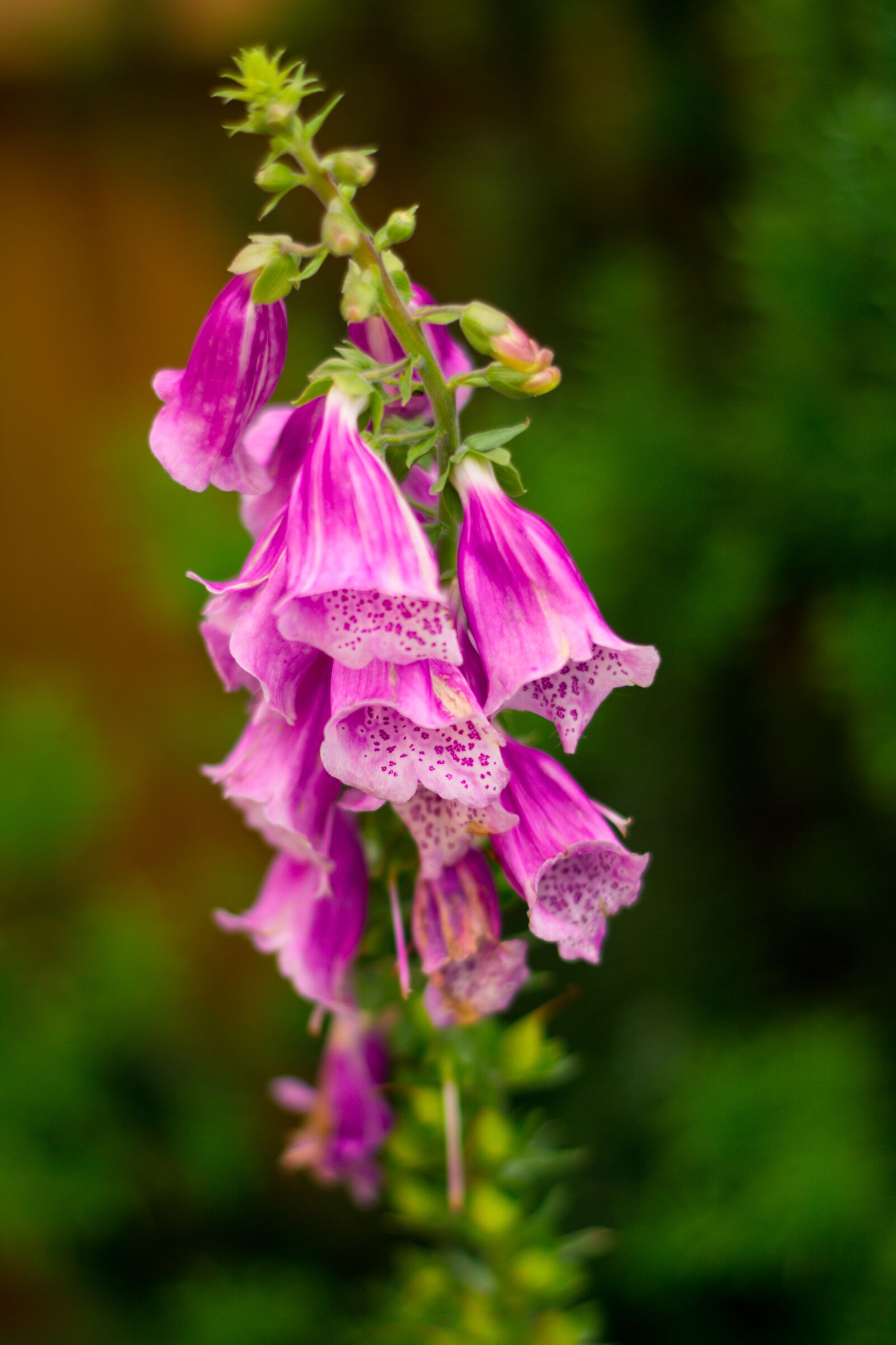 Nikon D5200 sample photo. Sedative vineyards, flower, pink photography