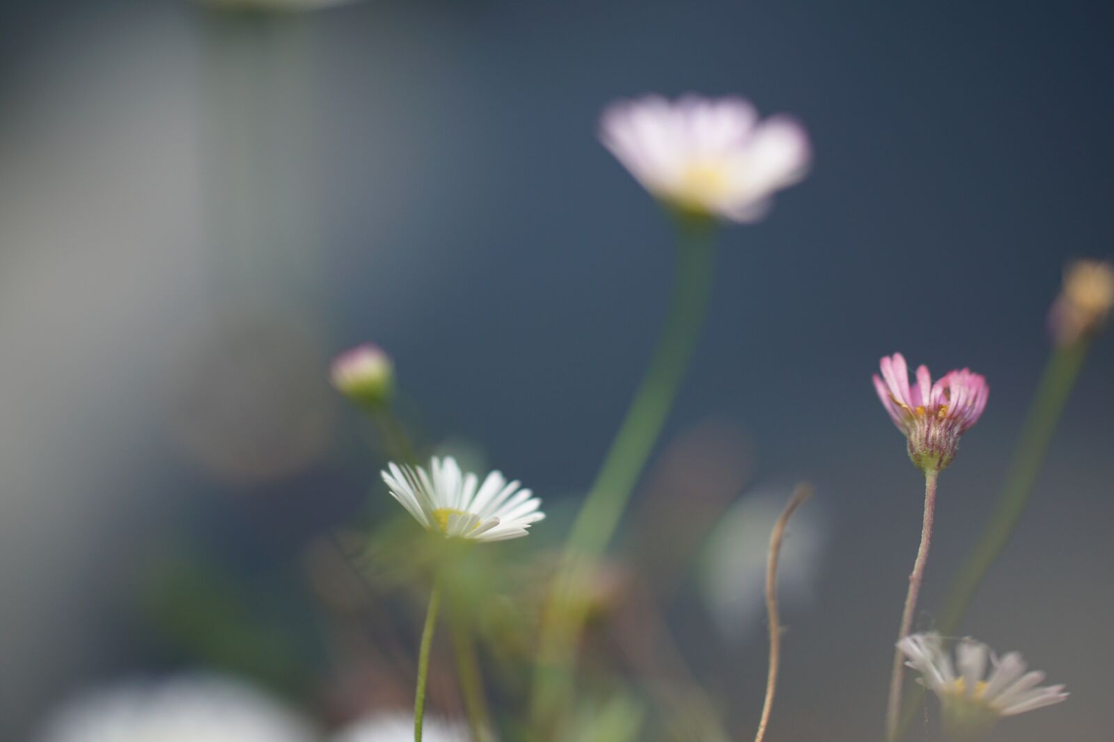 Sony a6000 sample photo. Flowers, macro, bokeh photography