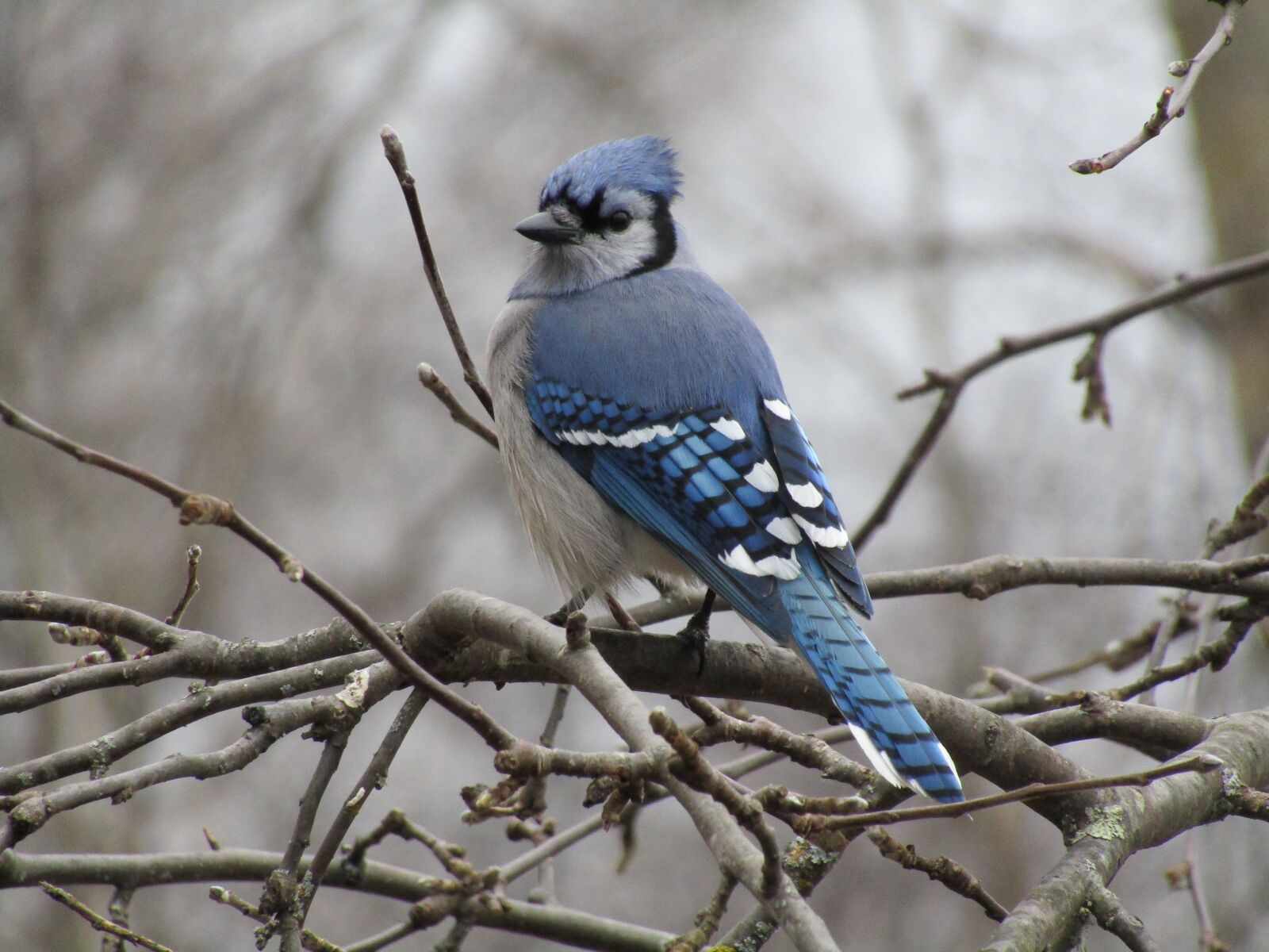 Canon PowerShot SX420 IS sample photo. Bird, blue jay, wildlife photography