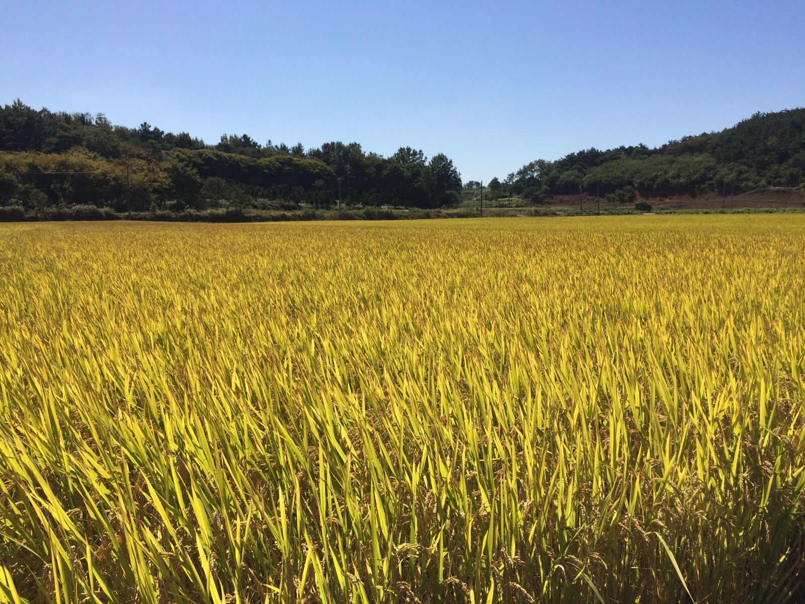iPhone 5s back camera 4.15mm f/2.2 sample photo. Autumn, ch, harvest photography