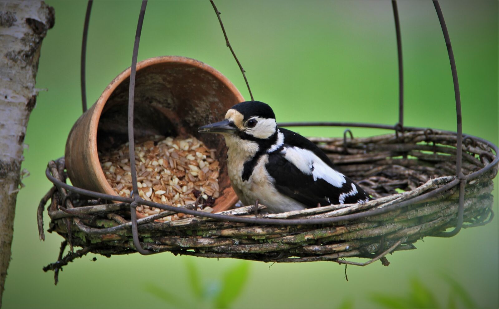 Tamron SP 150-600mm F5-6.3 Di VC USD sample photo. Great spotted woodpecker, feeding photography