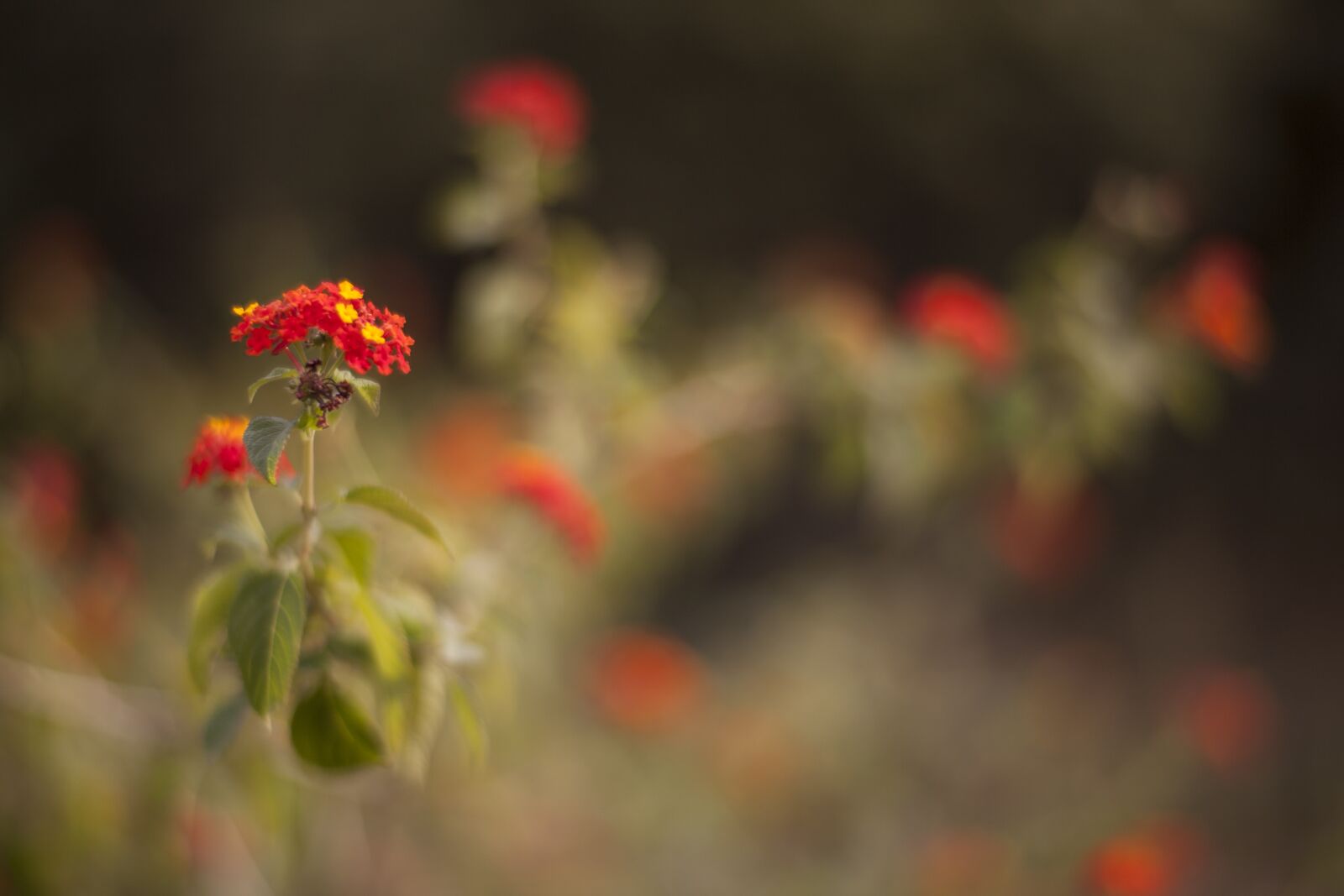 ZEISS Planar T* 85mm F1.4 sample photo. Flower, nature, plant photography