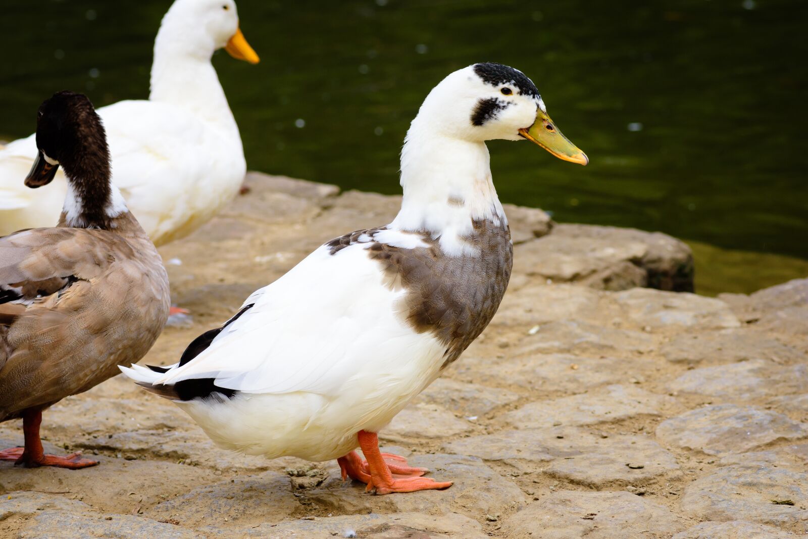 Nikon D7200 sample photo. Swan, duck, white photography