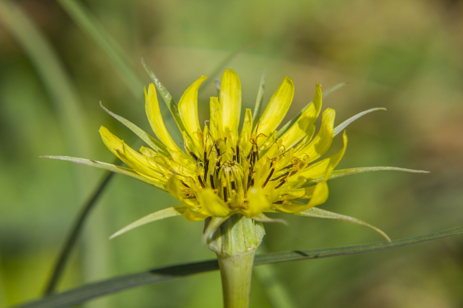 Canon EOS 550D (EOS Rebel T2i / EOS Kiss X4) sample photo. Dandelion, flower, yellow photography