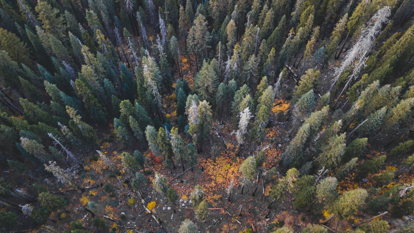 DJI FC220 sample photo. Forest, tree, wild photography