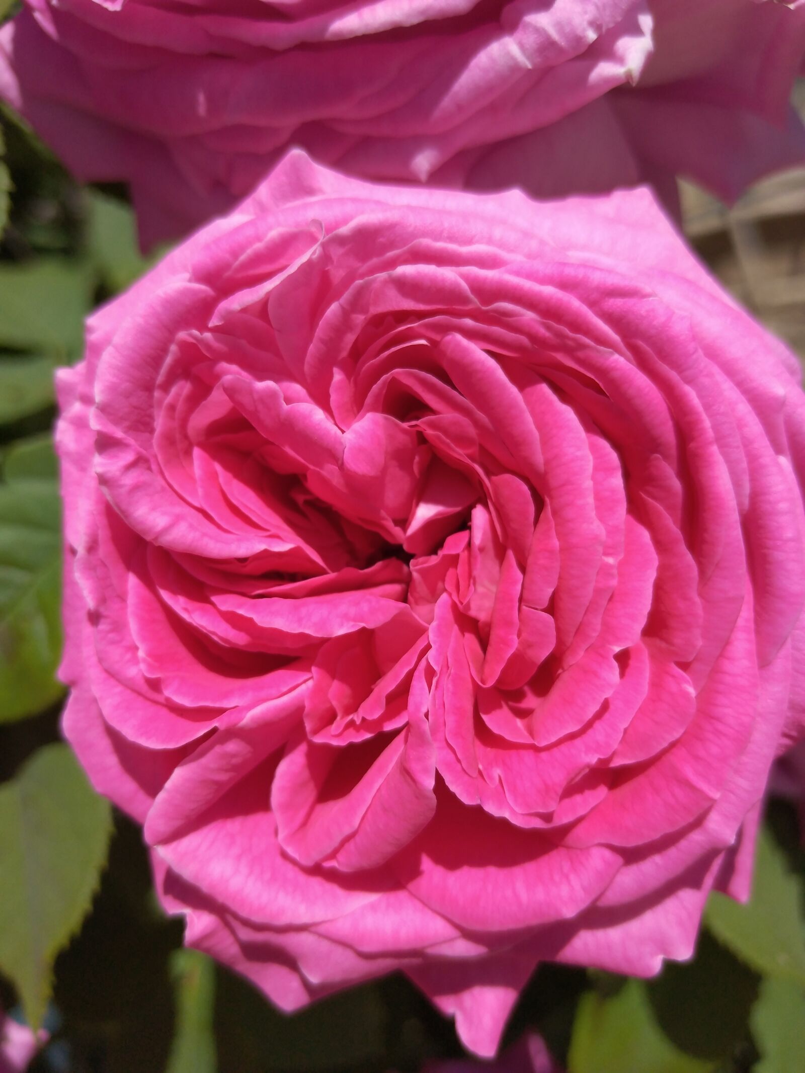 HUAWEI DUB-LX1 sample photo. Rose, flower photography