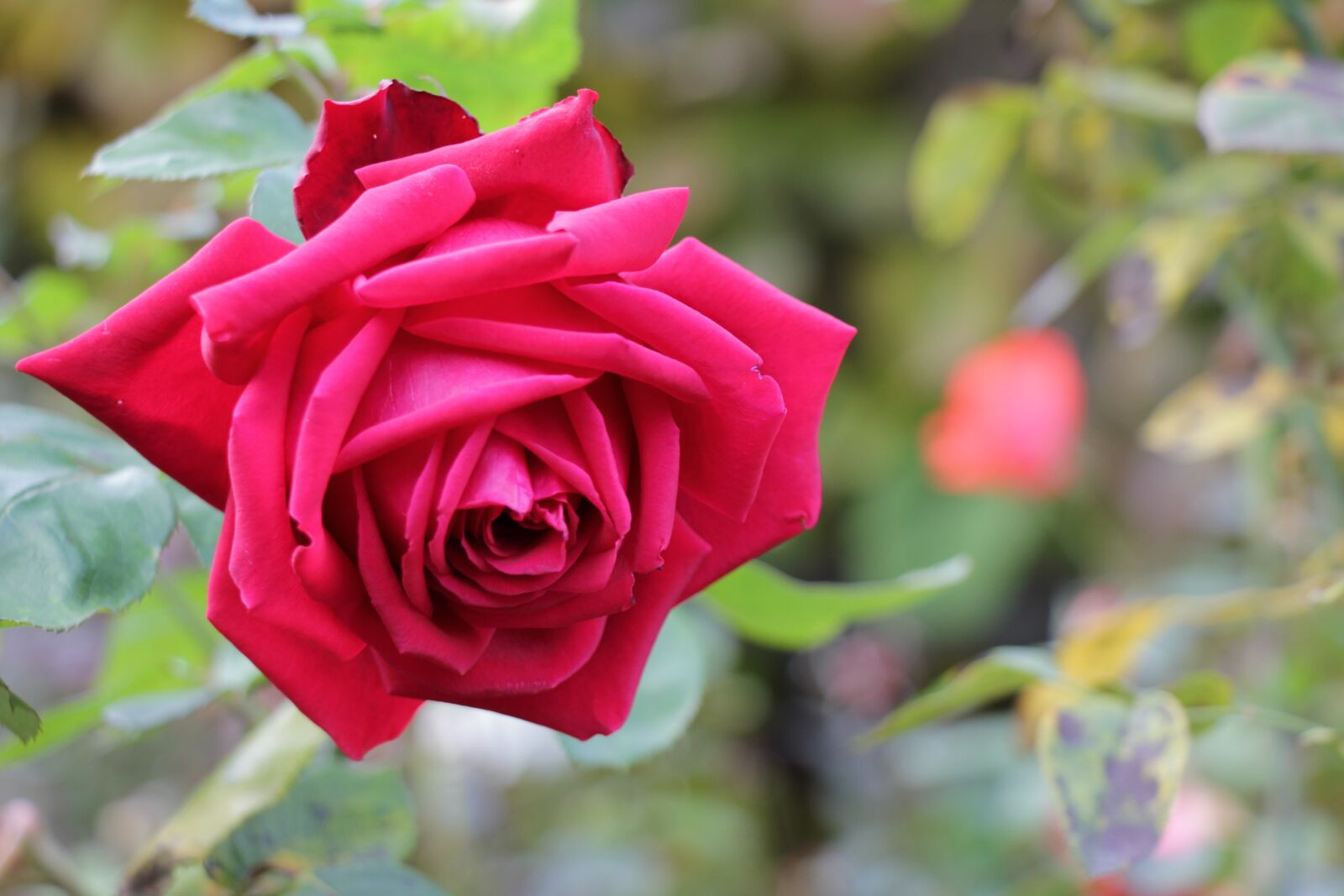 Canon EOS 550D (EOS Rebel T2i / EOS Kiss X4) sample photo. Rose, flower, red photography