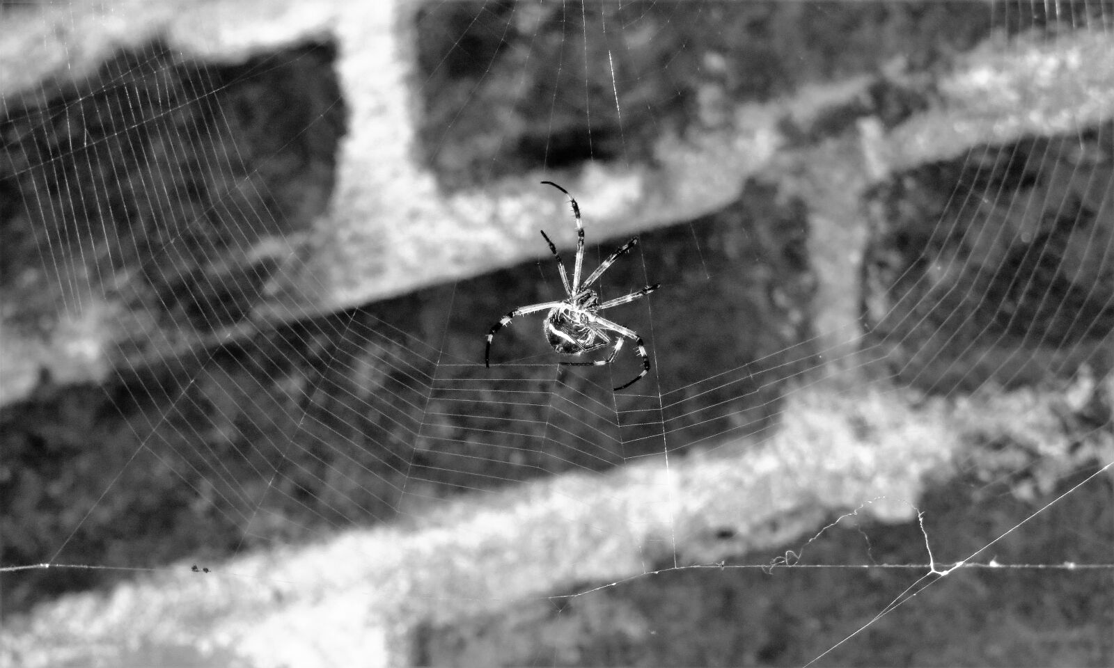 Canon PowerShot SX50 HS sample photo. Macro, insect, spider photography