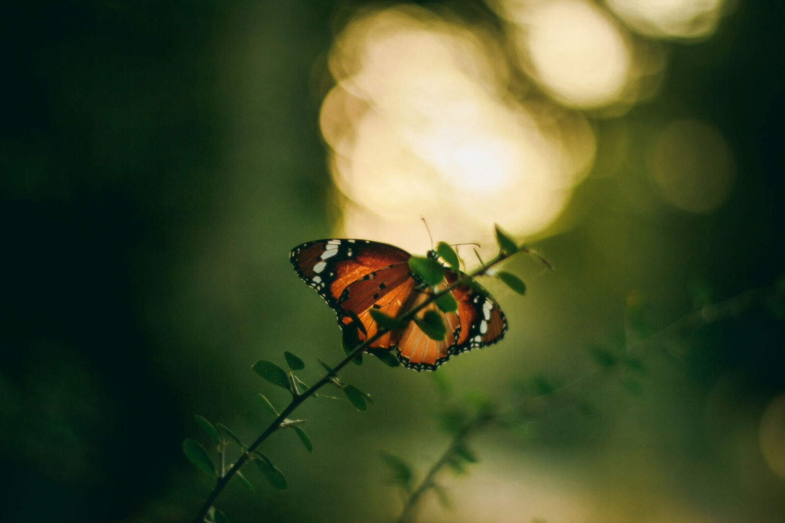 Canon EOS 60D + Canon EF 50mm F1.8 II sample photo. Butterfly, green, india photography