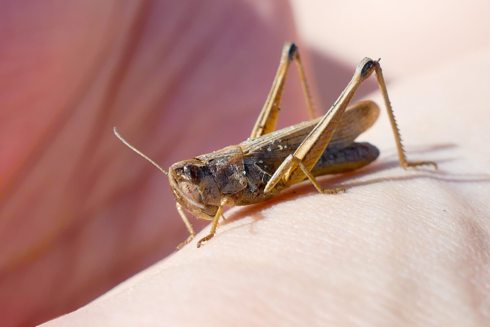 Panasonic Lumix DMC-FZ1000 sample photo. Grasshopper, insect, close up photography