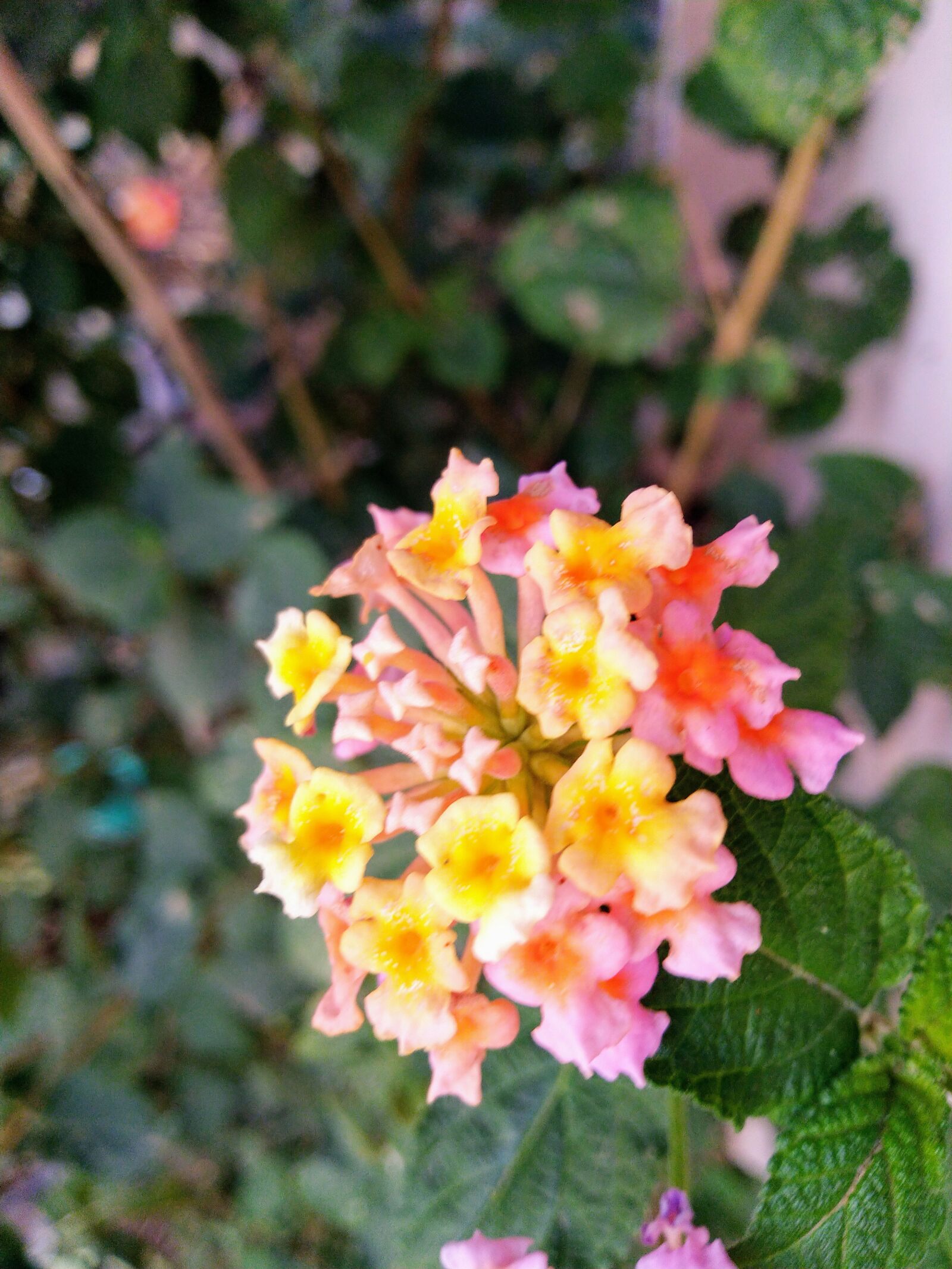 ASUS ZenFone Max Pro M1 (ZB602KL) (WW) / Max Pro M1 (ZB601KL) (IN) sample photo. Flower, macro, yellow photography