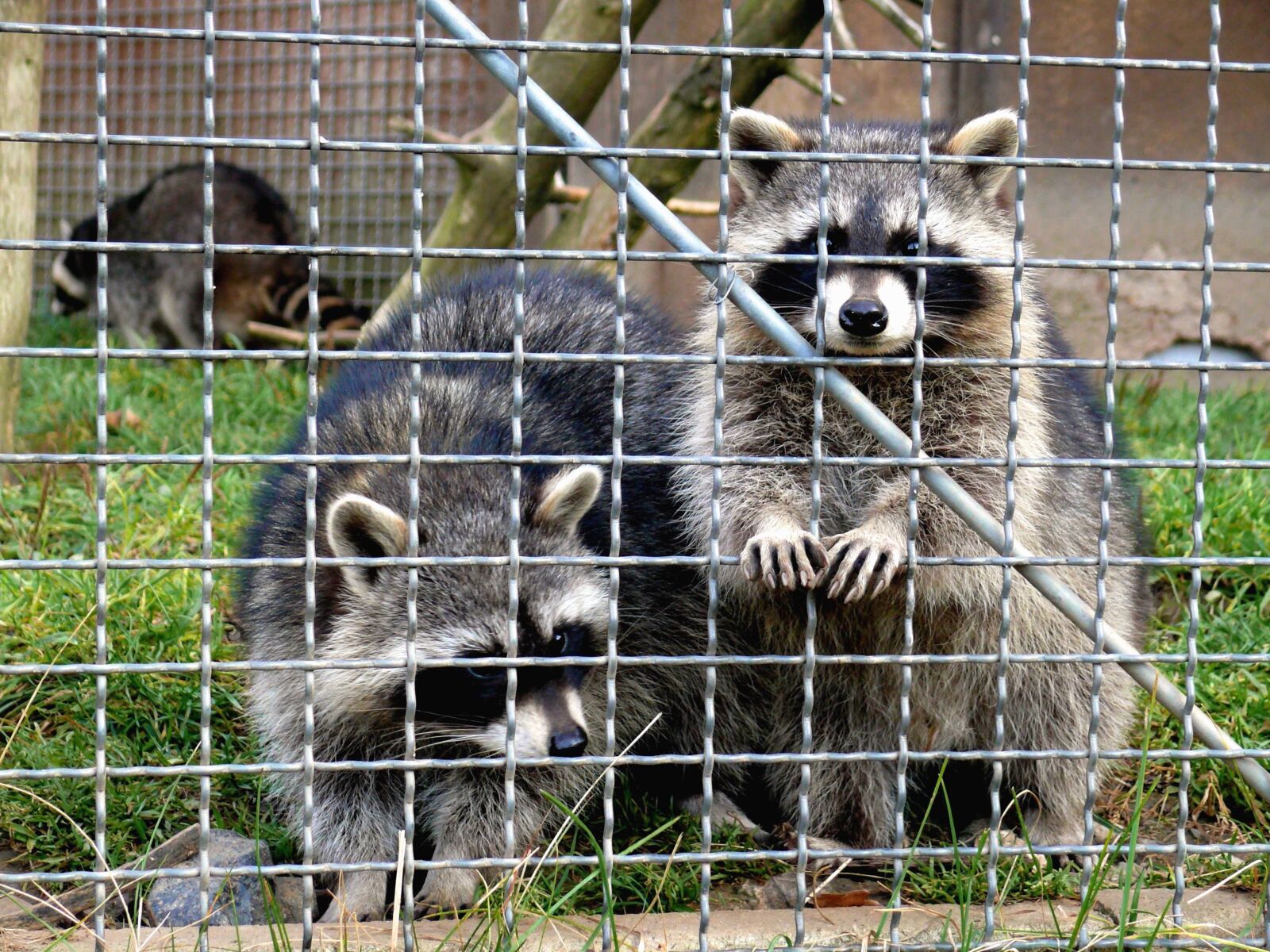 Panasonic DMC-FZ50 sample photo. Raccoon, cage, grass photography