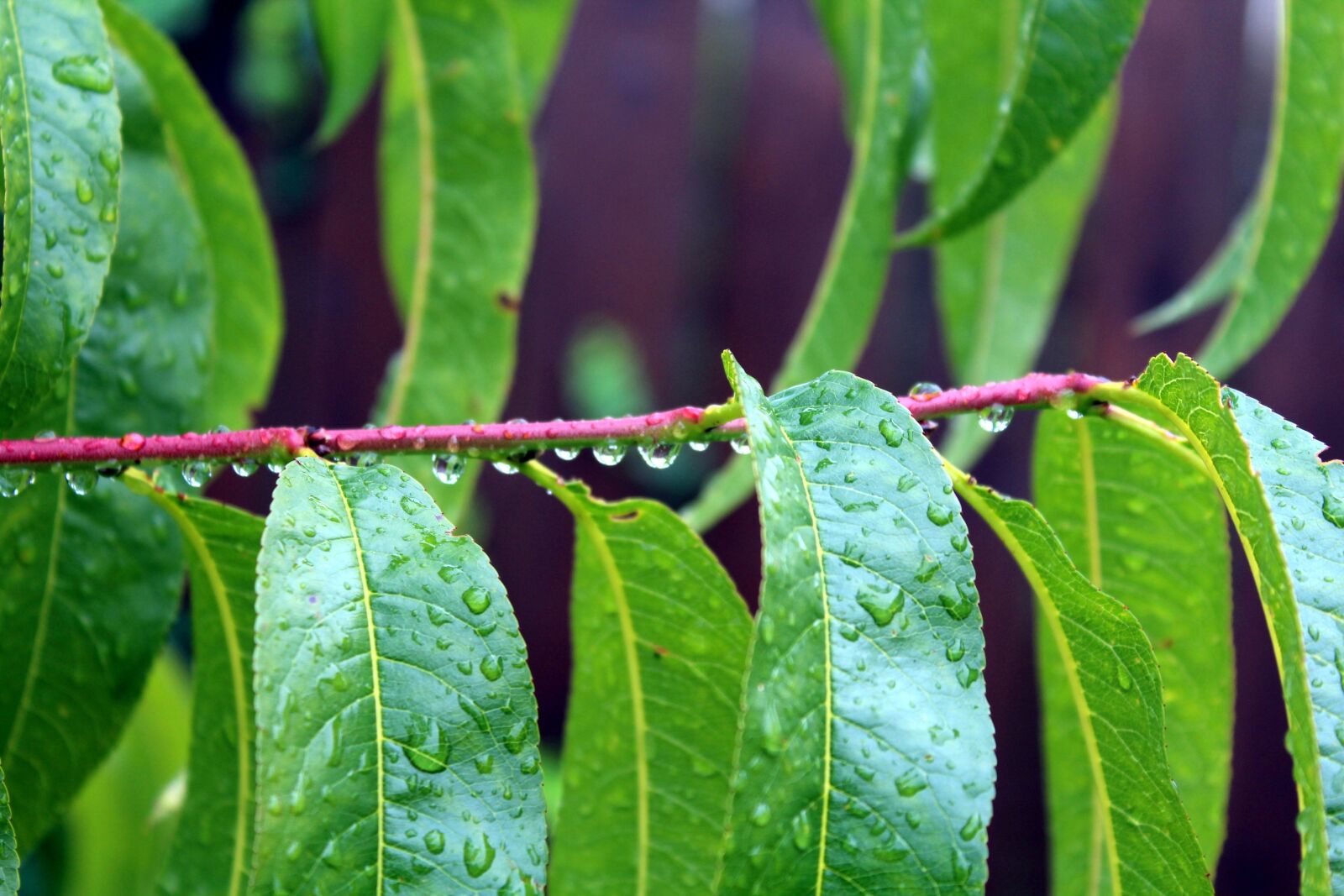 Canon EOS 1200D (EOS Rebel T5 / EOS Kiss X70 / EOS Hi) sample photo. The leaves of the photography