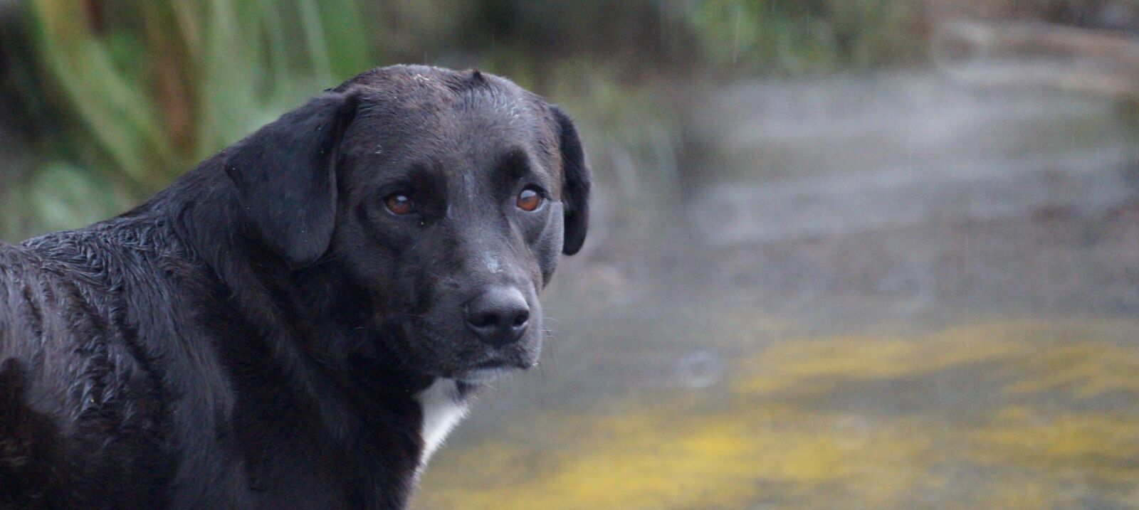 Sony 500mm F8 Reflex sample photo. Animal, dog, domestic photography
