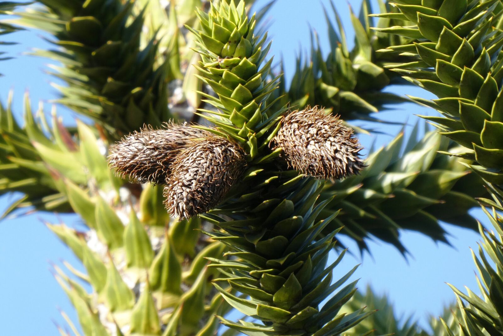 Panasonic Lumix DC-ZS70 (Lumix DC-TZ90) sample photo. Pinecone, fruit, decoration photography