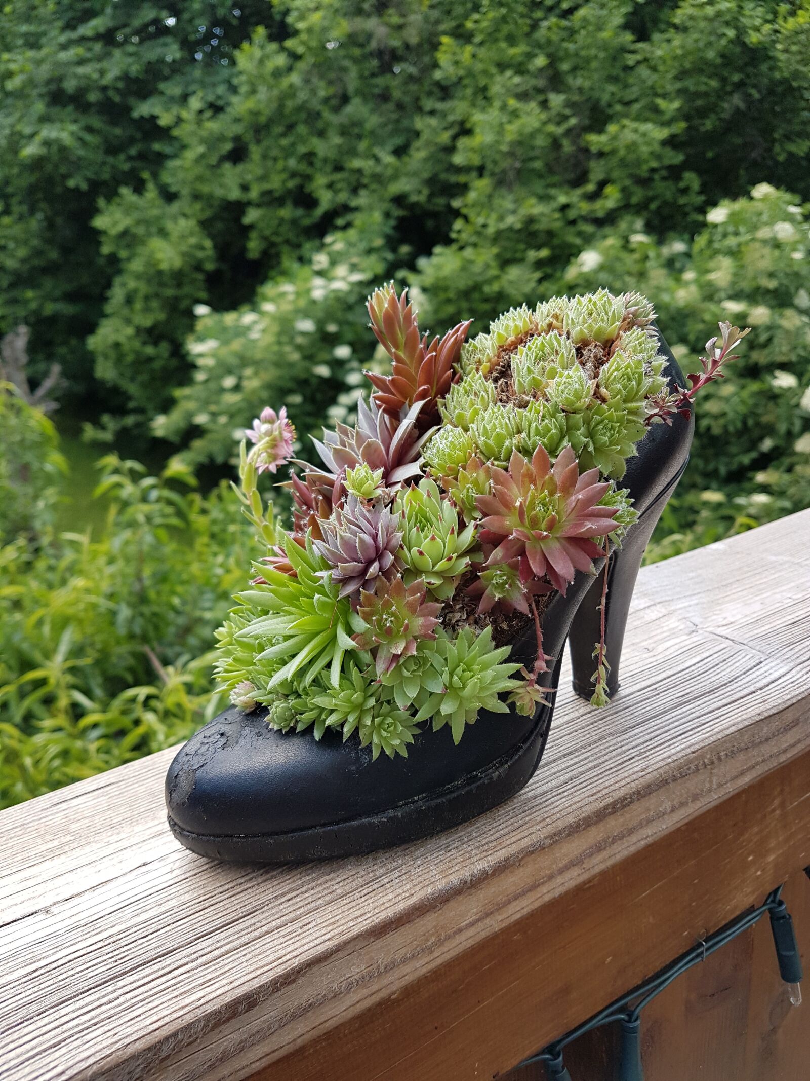 Samsung Galaxy S7 Edge sample photo. Plant, shoe, fantasy photography
