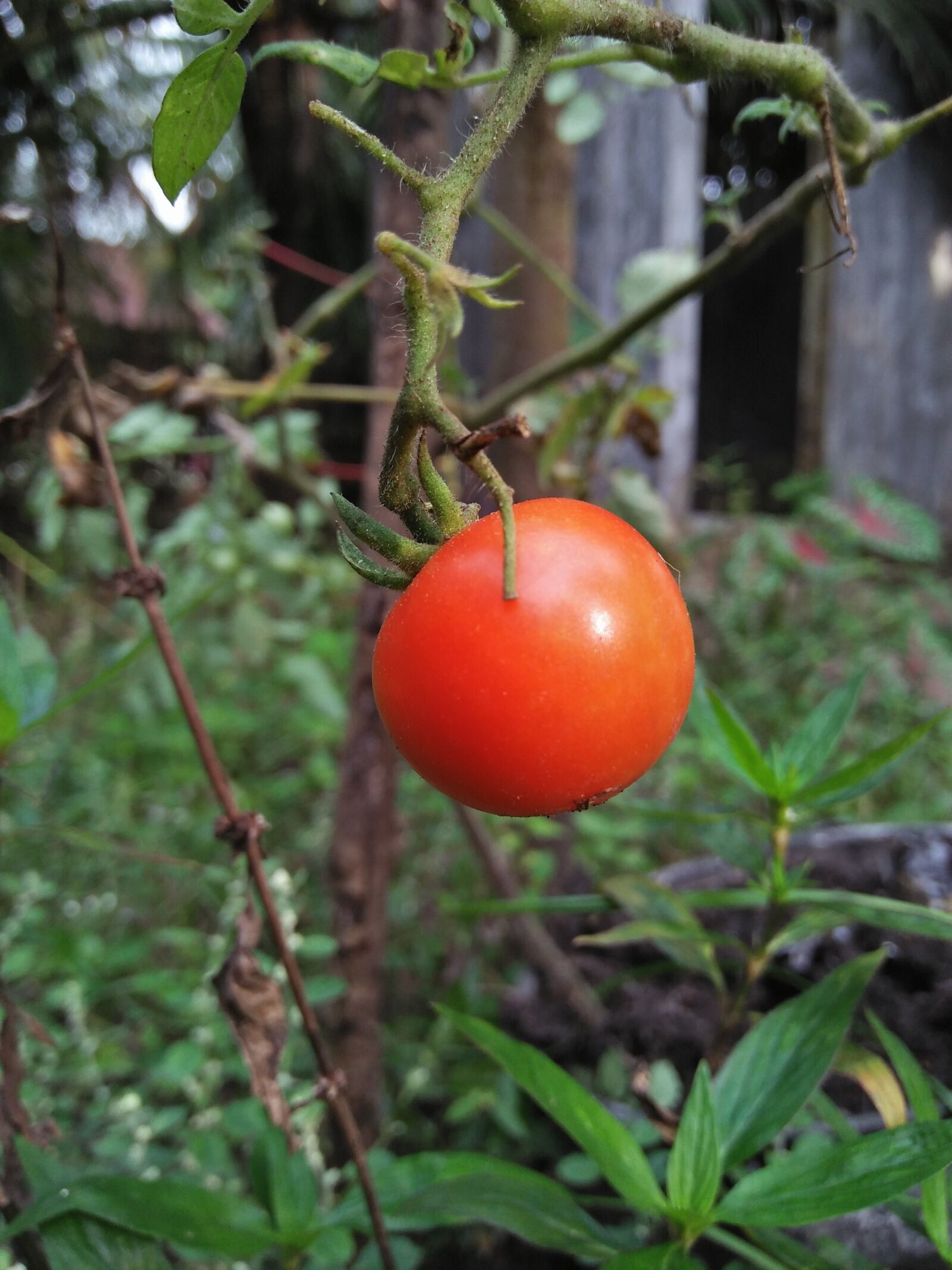 OPPO A37fw-International sample photo. Tomato, fruit, unique photography