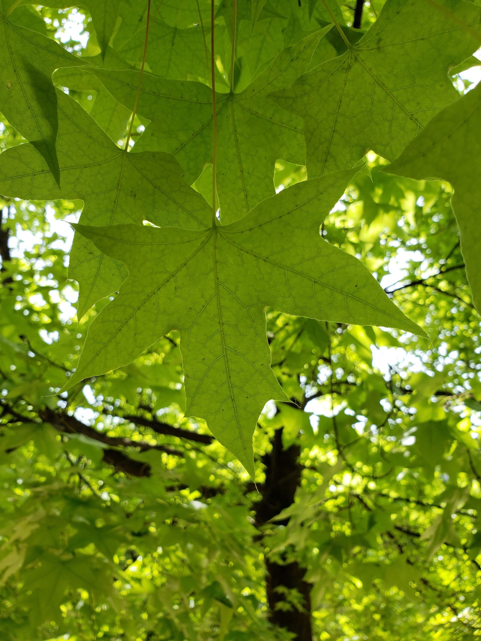 Samsung Galaxy S9+ sample photo. The leaves, summer, green photography