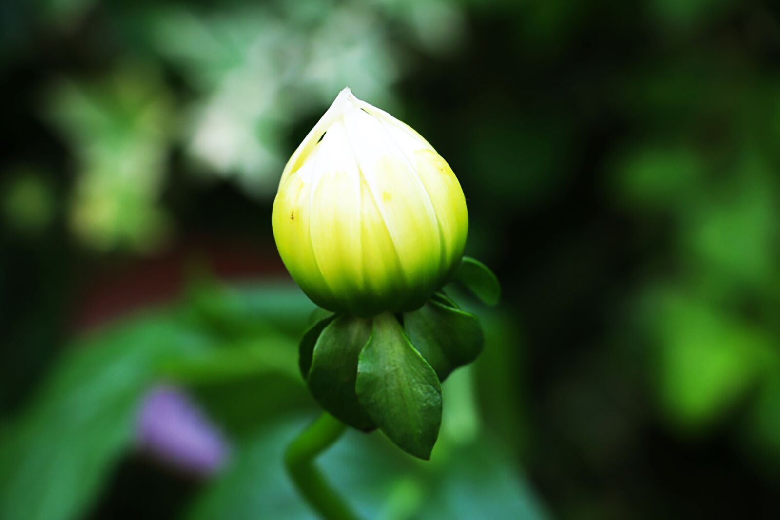 Canon EOS 70D sample photo. Bud, green, sprout photography
