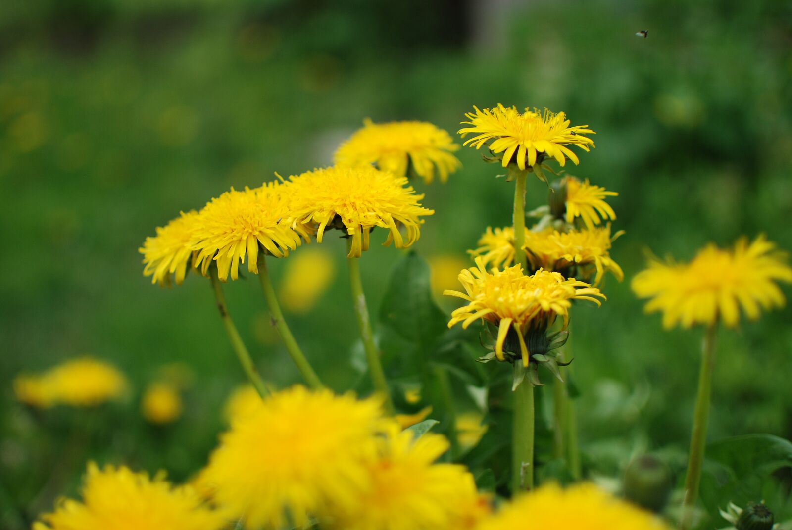 Nikon D80 sample photo. Forest, vegetation, nature photography