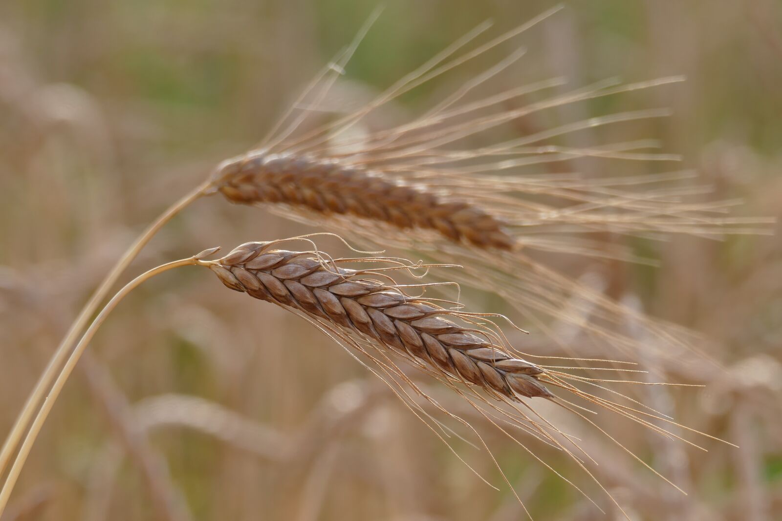 Panasonic Lumix DMC-FZ1000 sample photo. Barley, cereals, barley field photography