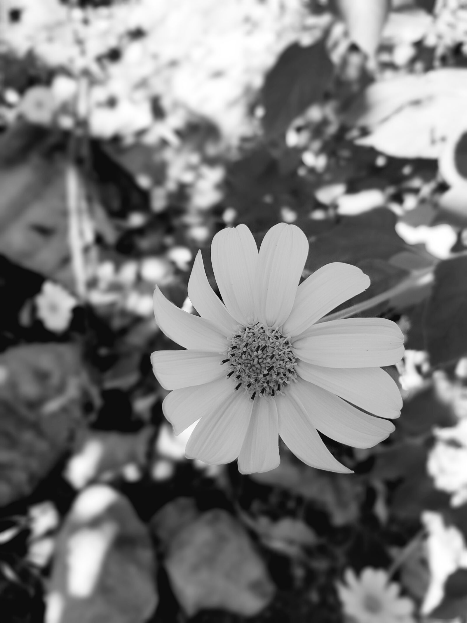 Samsung Galaxy S7 Edge sample photo