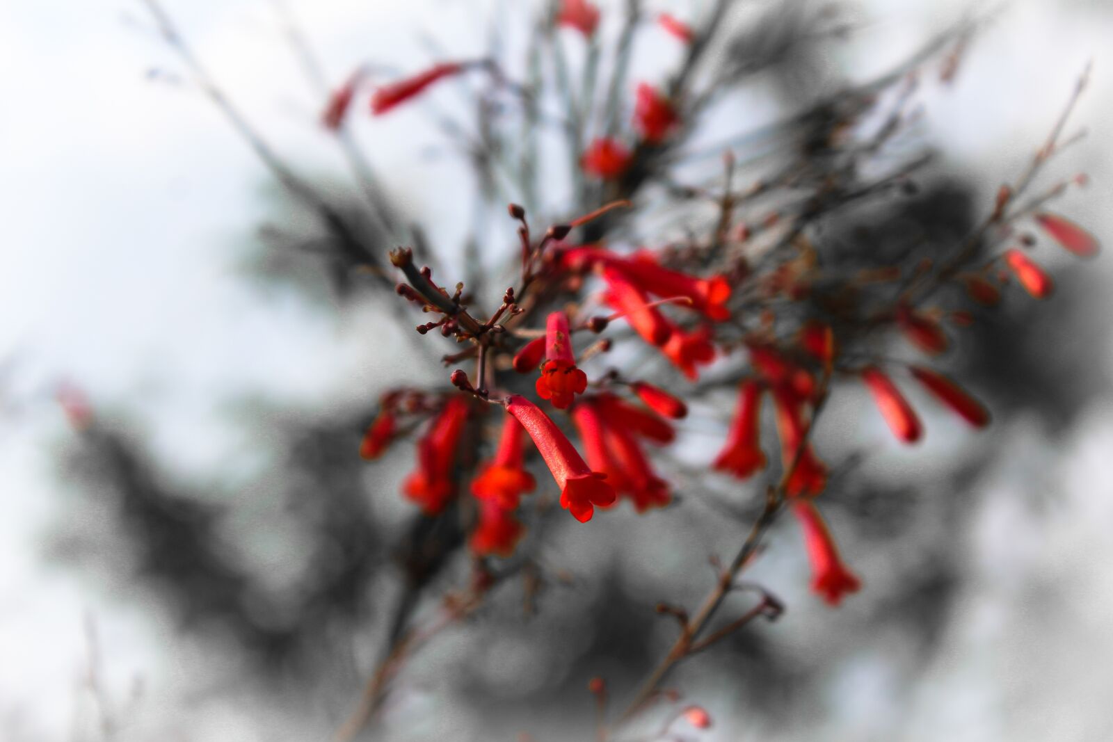 Canon EOS 1200D (EOS Rebel T5 / EOS Kiss X70 / EOS Hi) sample photo. Red, red flower, flower photography