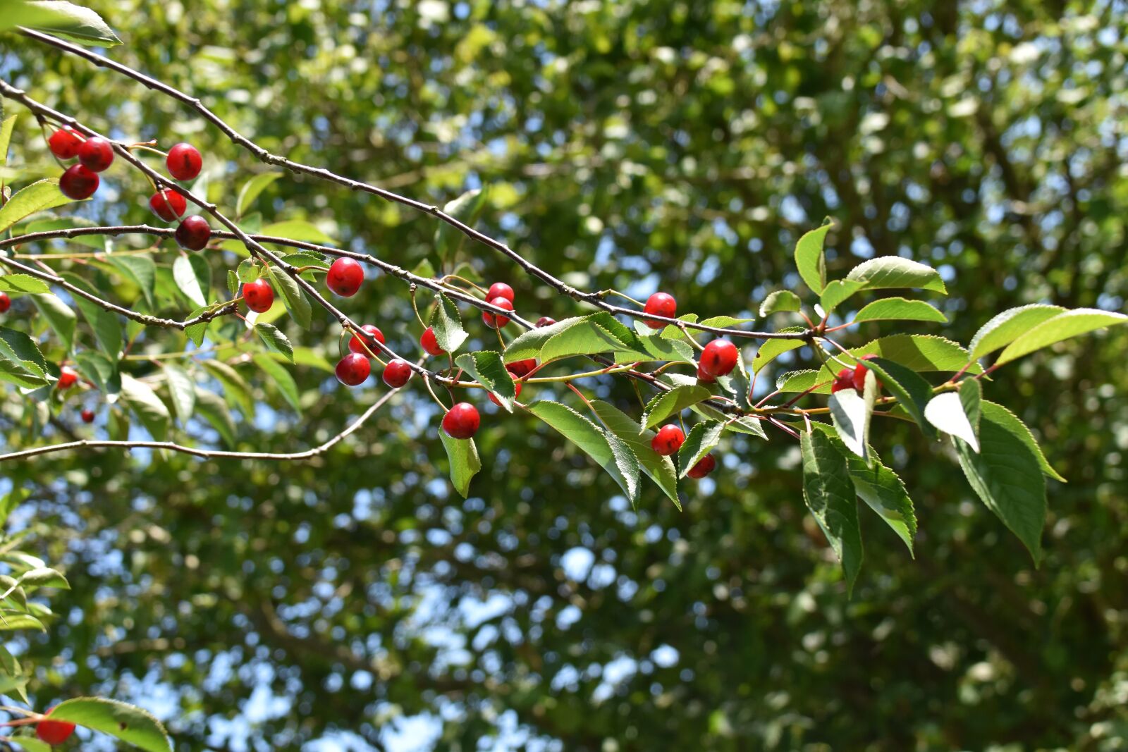 Nikon D5600 sample photo. Cherries, branch of cherry photography