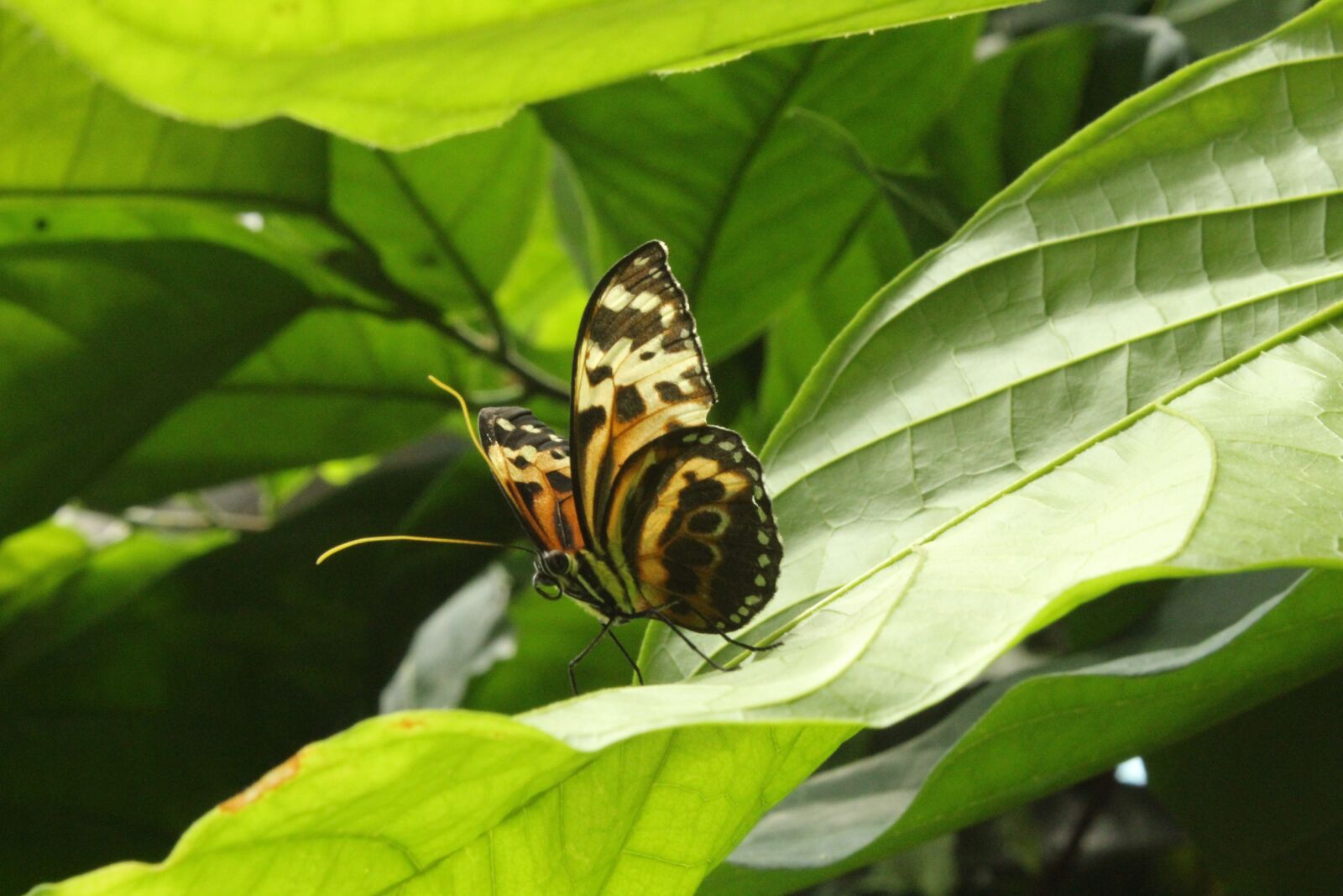 Canon EOS 1300D (EOS Rebel T6 / EOS Kiss X80) sample photo. Nature, leaf, flora photography
