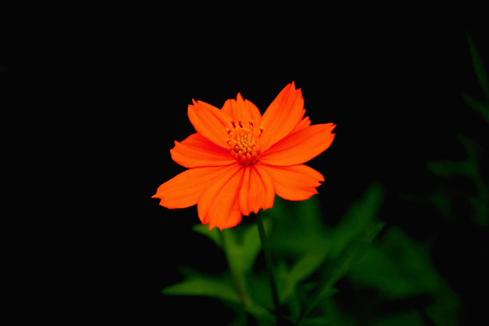 Nikon D5200 sample photo. Nature, flower, beautiful photography