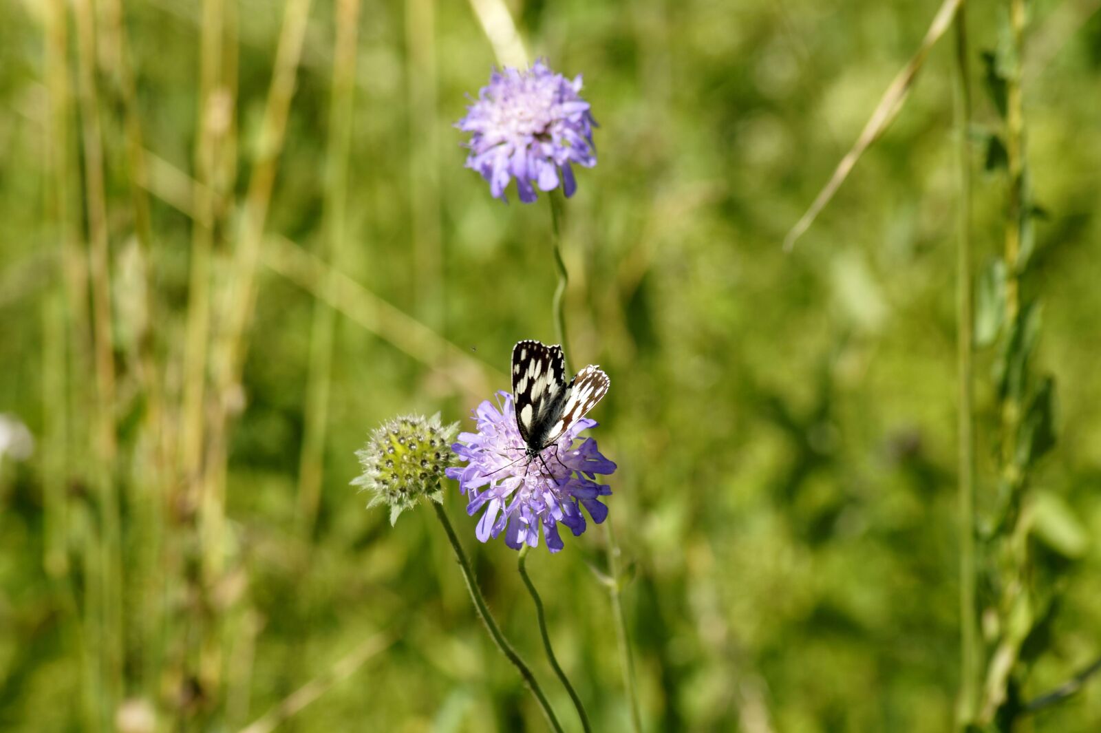 Sony SLT-A58 sample photo. Butterfly, chess board, melanargia photography
