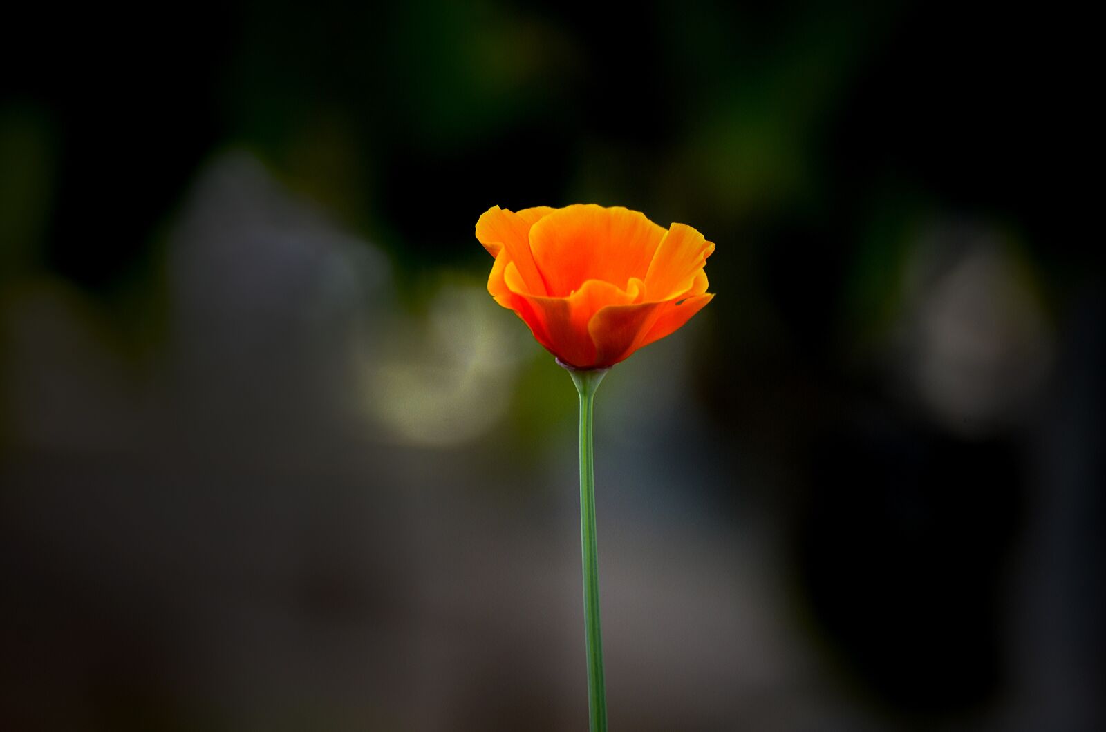 Nikon D7000 sample photo. Flower, nature, flora photography
