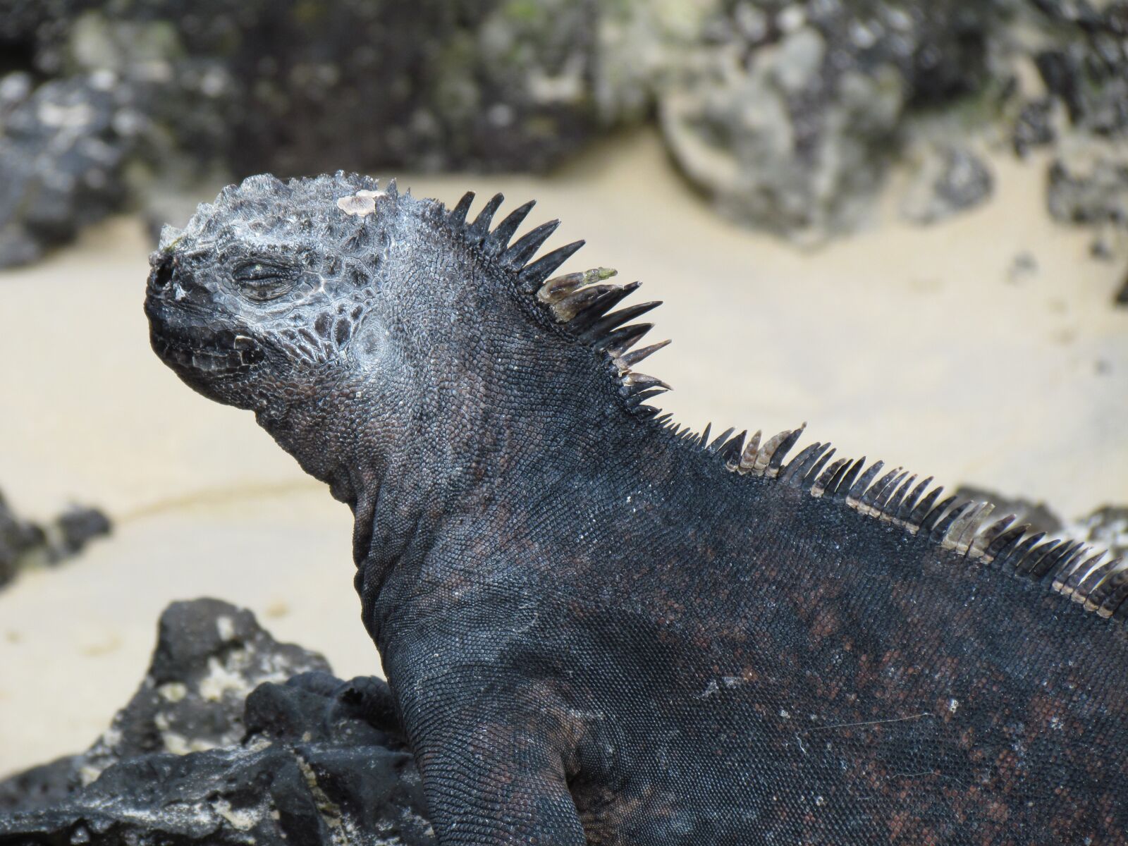 Canon PowerShot SX30 IS sample photo. Galapagos islands, iguana, animal photography