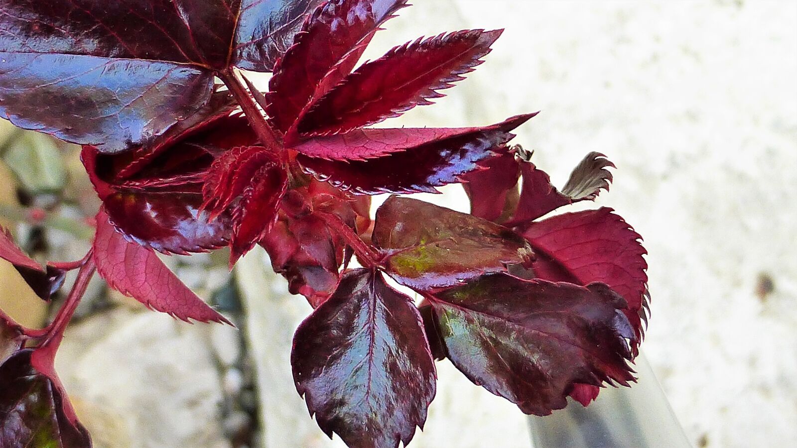 Panasonic Lumix DMC-ZS25 (Lumix DMC-TZ35) sample photo. Pink, leaf, nature photography