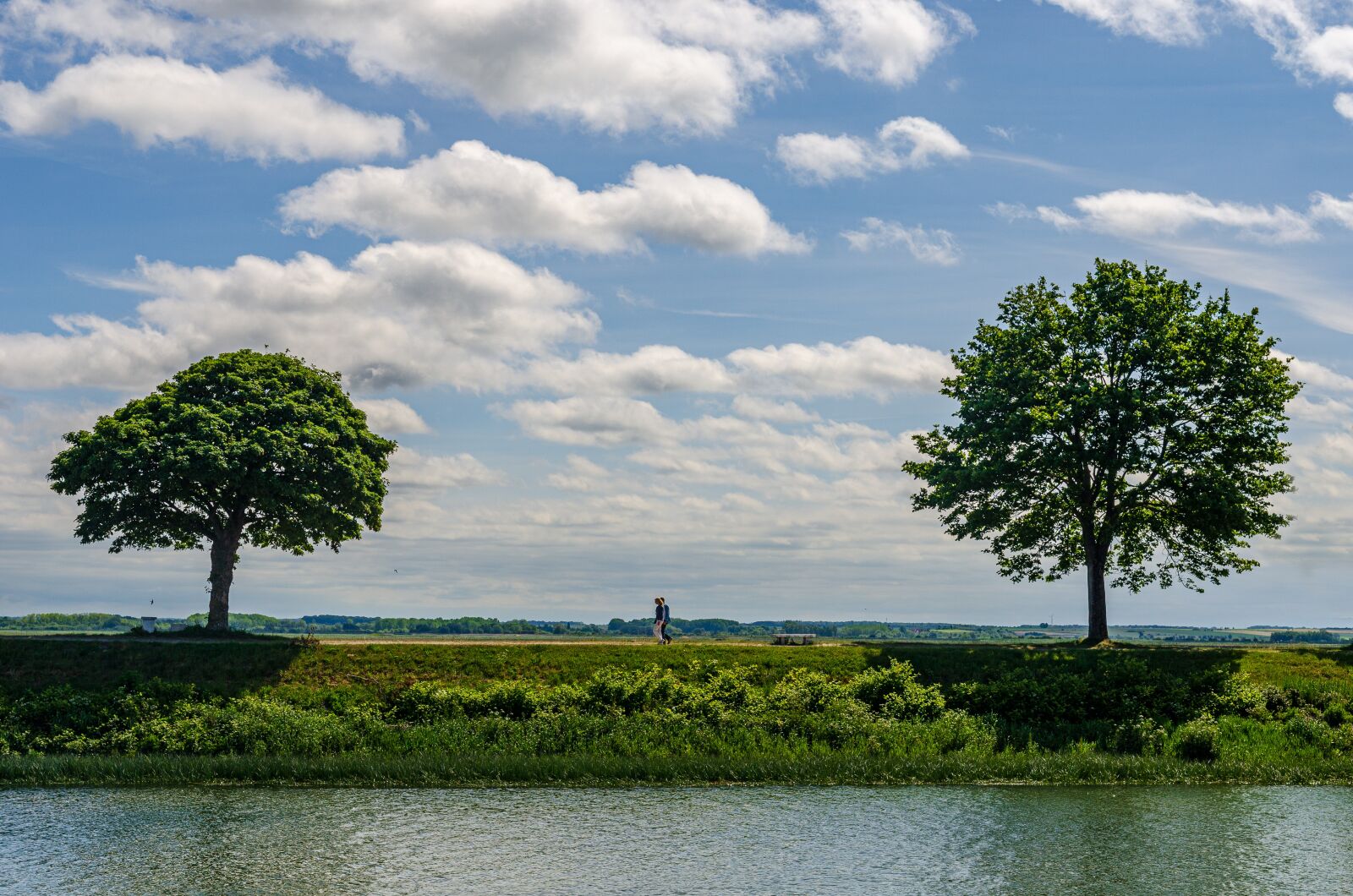 Nikon D7000 sample photo. Tree, promenade, channel photography