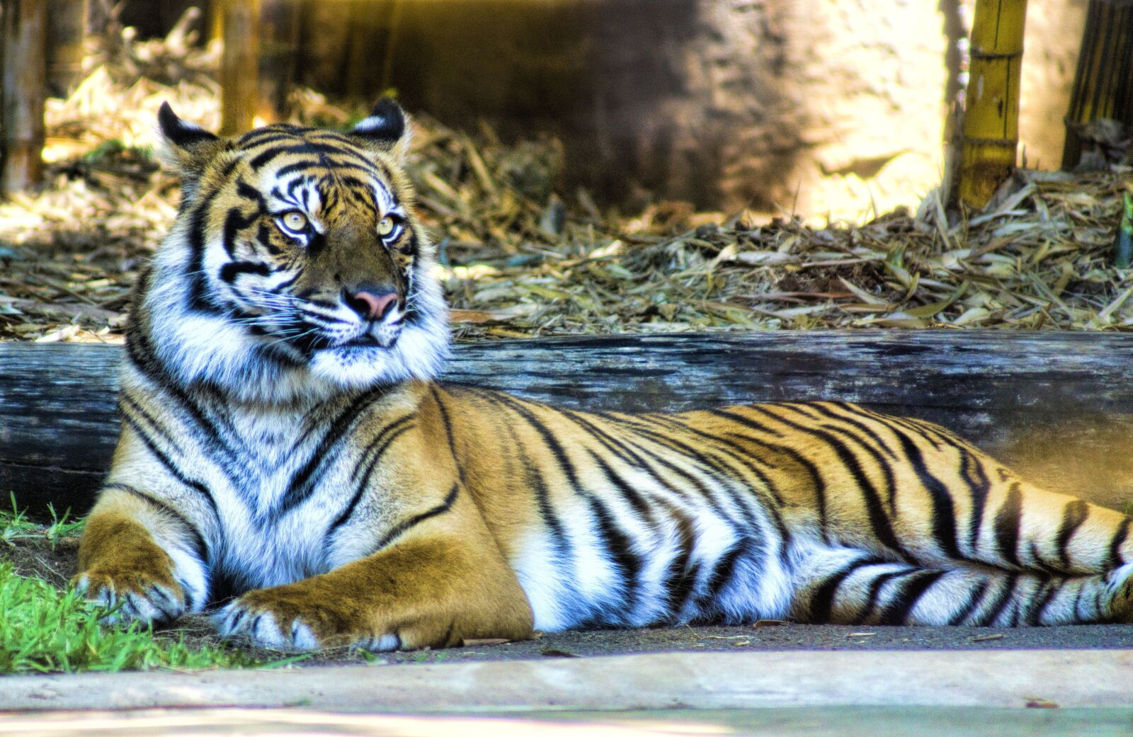 Sony SLT-A65 (SLT-A65V) sample photo. Tiger, wildlife, animal photography