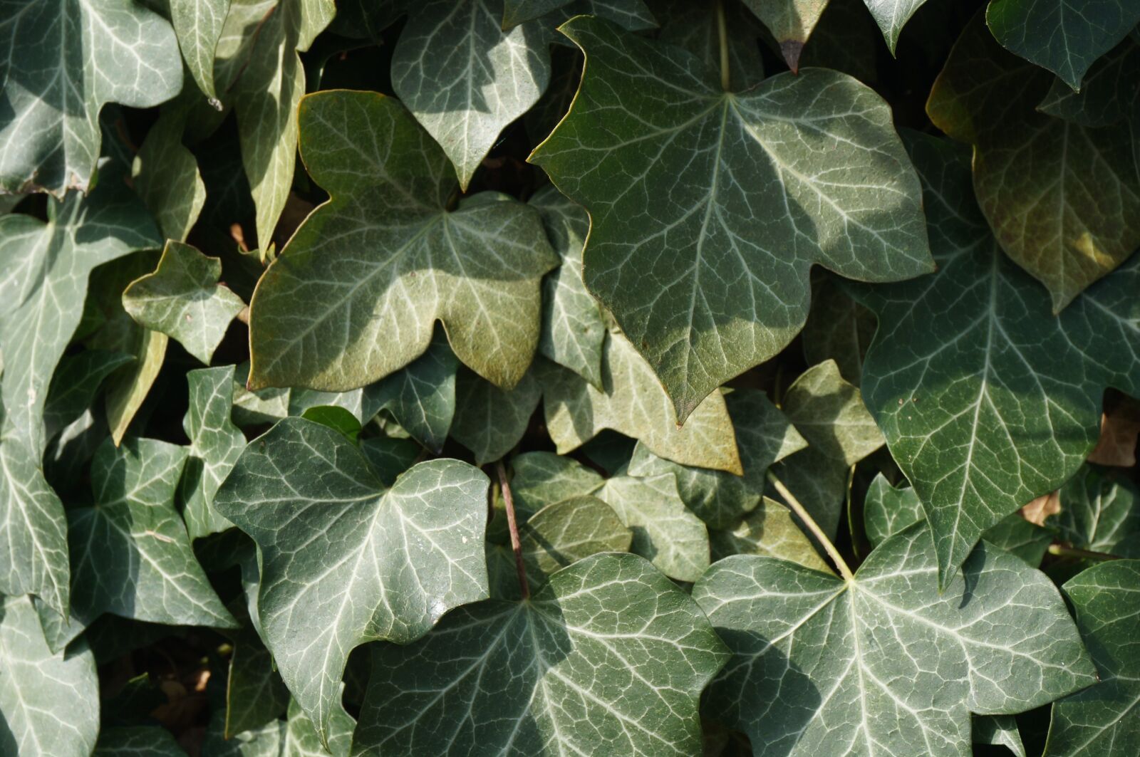 Sony Alpha NEX-3N sample photo. Ivy, nature, plants photography
