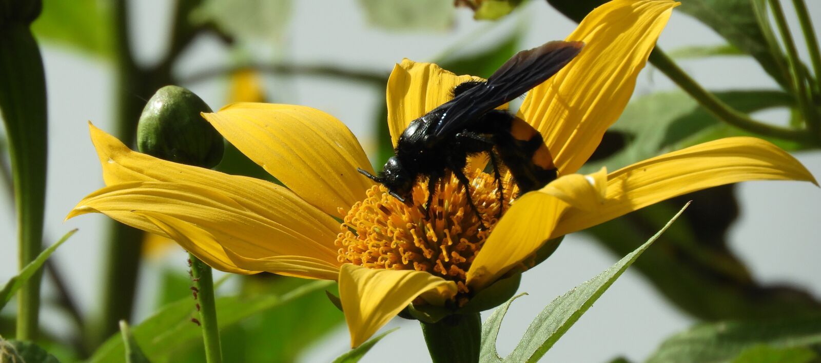Nikon Coolpix B700 sample photo. Nature, flower, insect photography