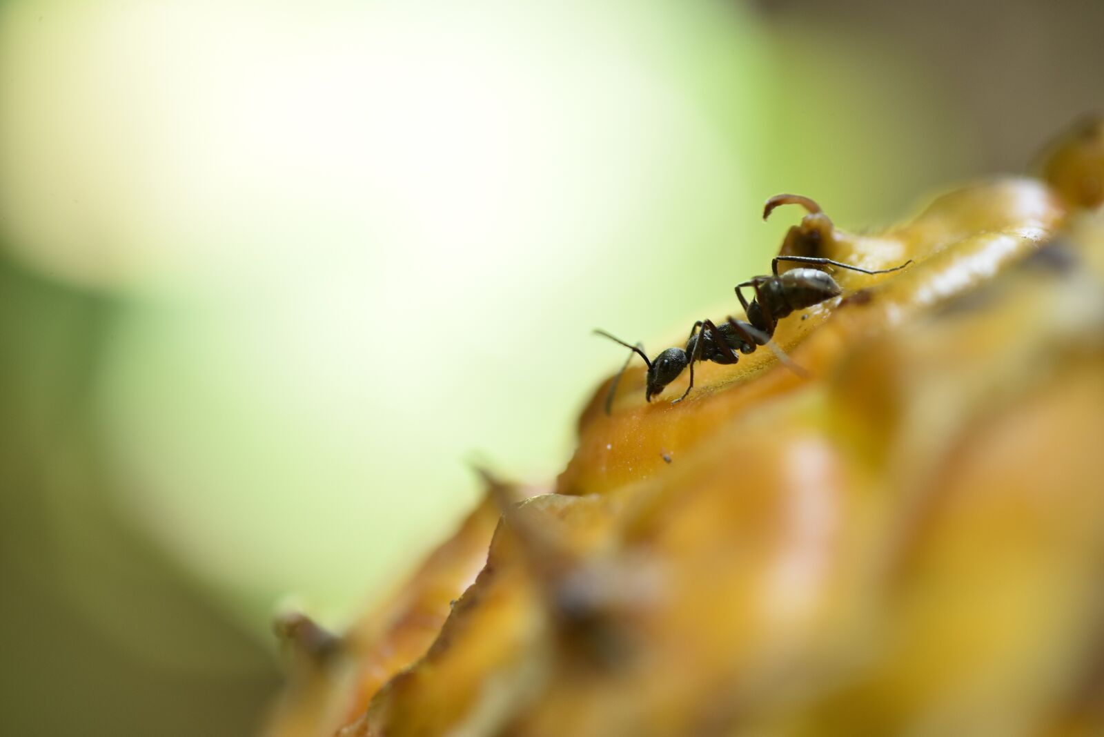 Nikon D810 sample photo. Ant, ants, macro photography