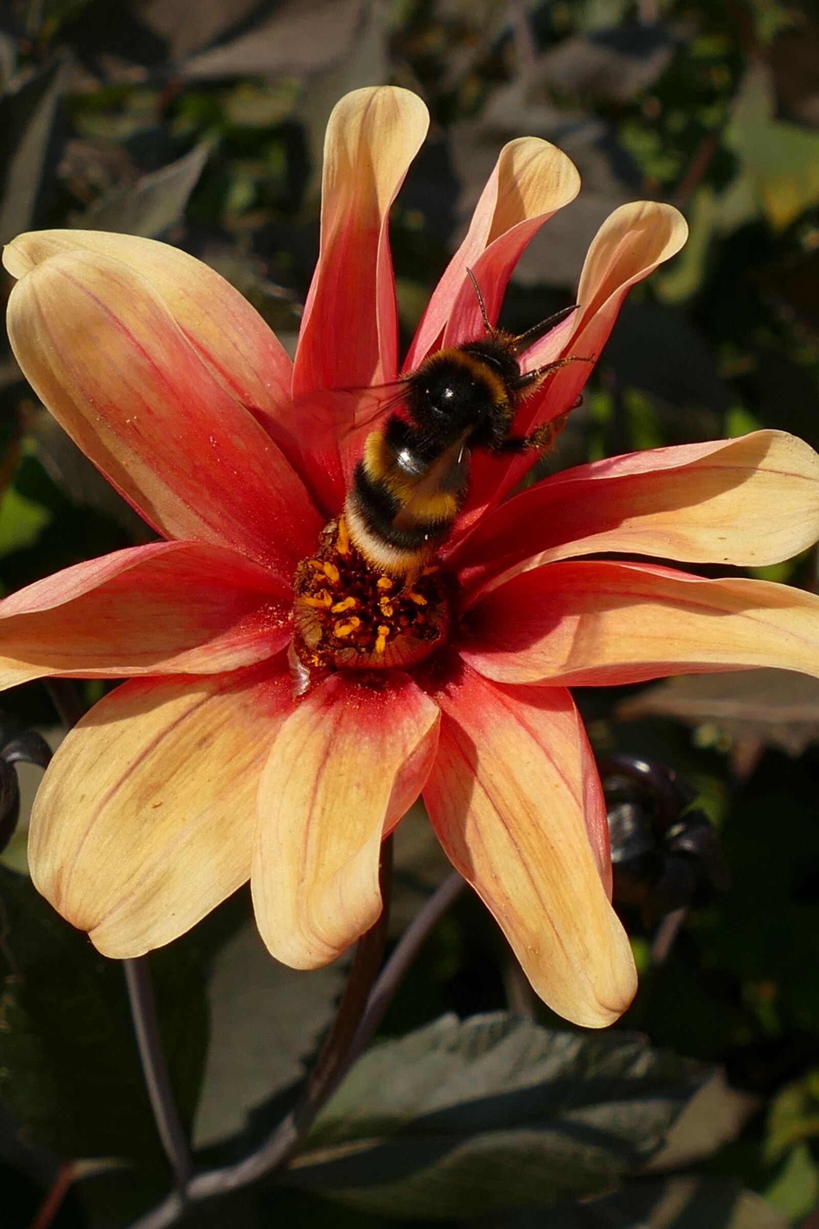 Panasonic Lumix DMC-FZ1000 sample photo. Bumblebee, bug, fauna photography